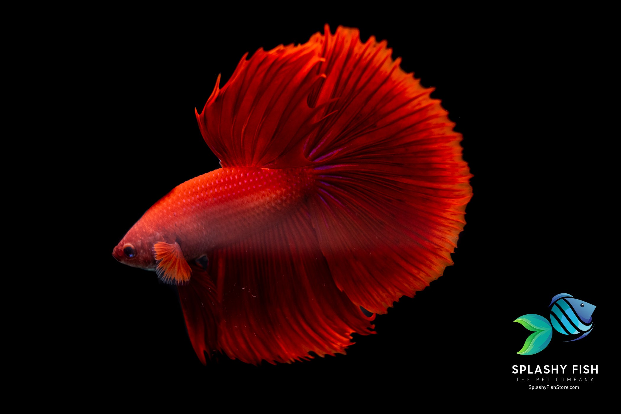 Red Halfmoon Betta Fish