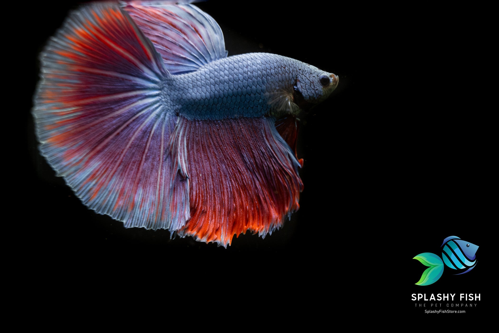 Purple Blue Halfmoon Betta Fish