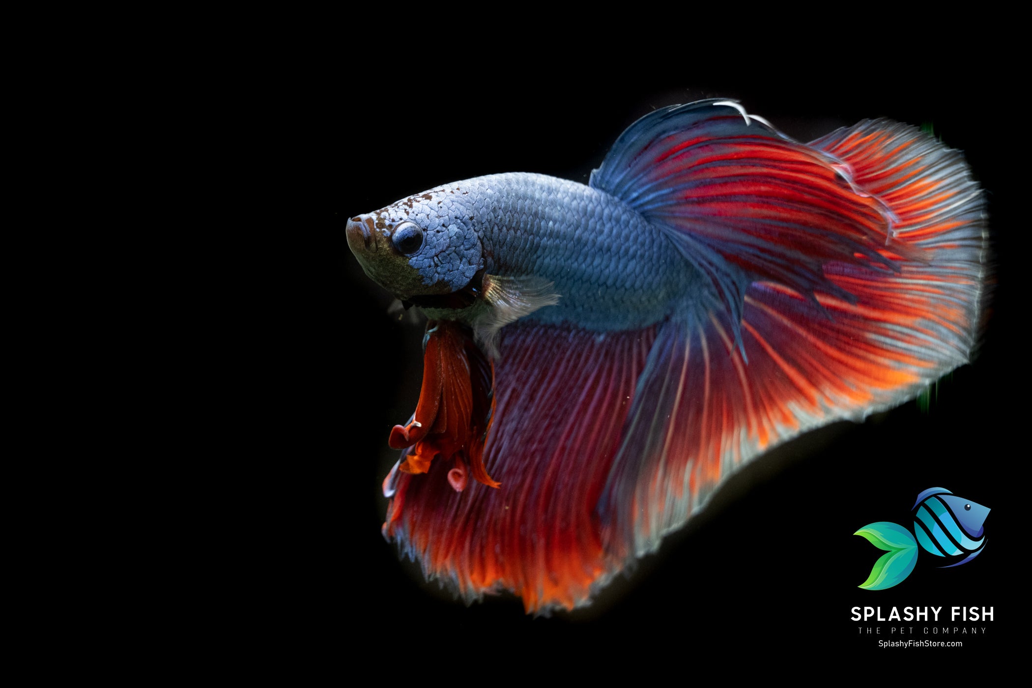 Purple Blue Halfmoon Betta Fish