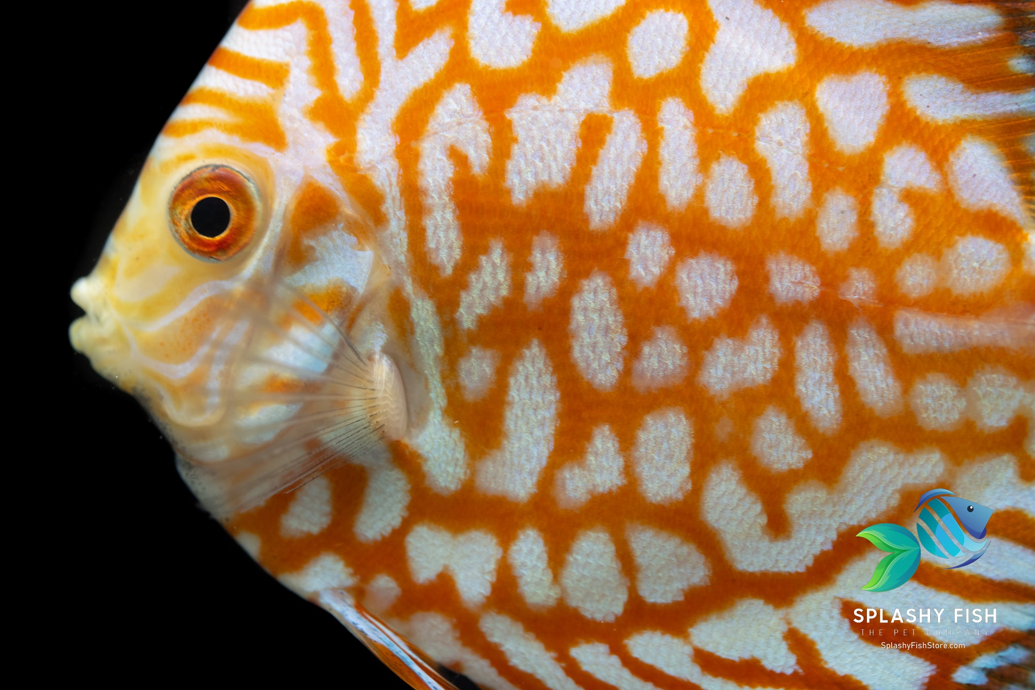 Pigeon Gold Discus For Sale, golden pigeon discus, pigeon fish, pigeon golden discus, discus fish, discus fish for sale, discus cichlid, discus for sale, live discus fish, yellow pigeon discus, pigeon yellow discus