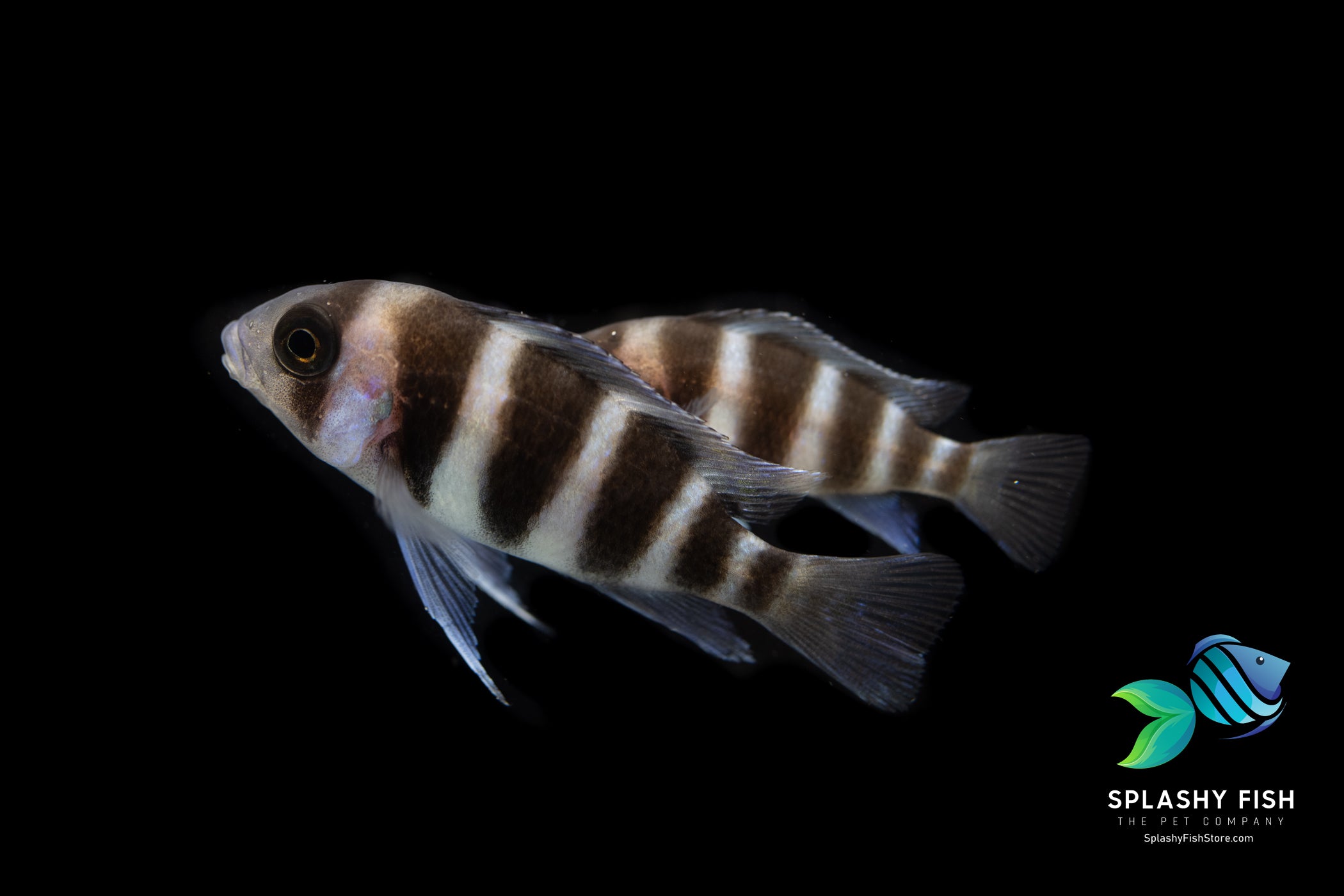 Frontosa Cichlid For Sale | Splashy Fish