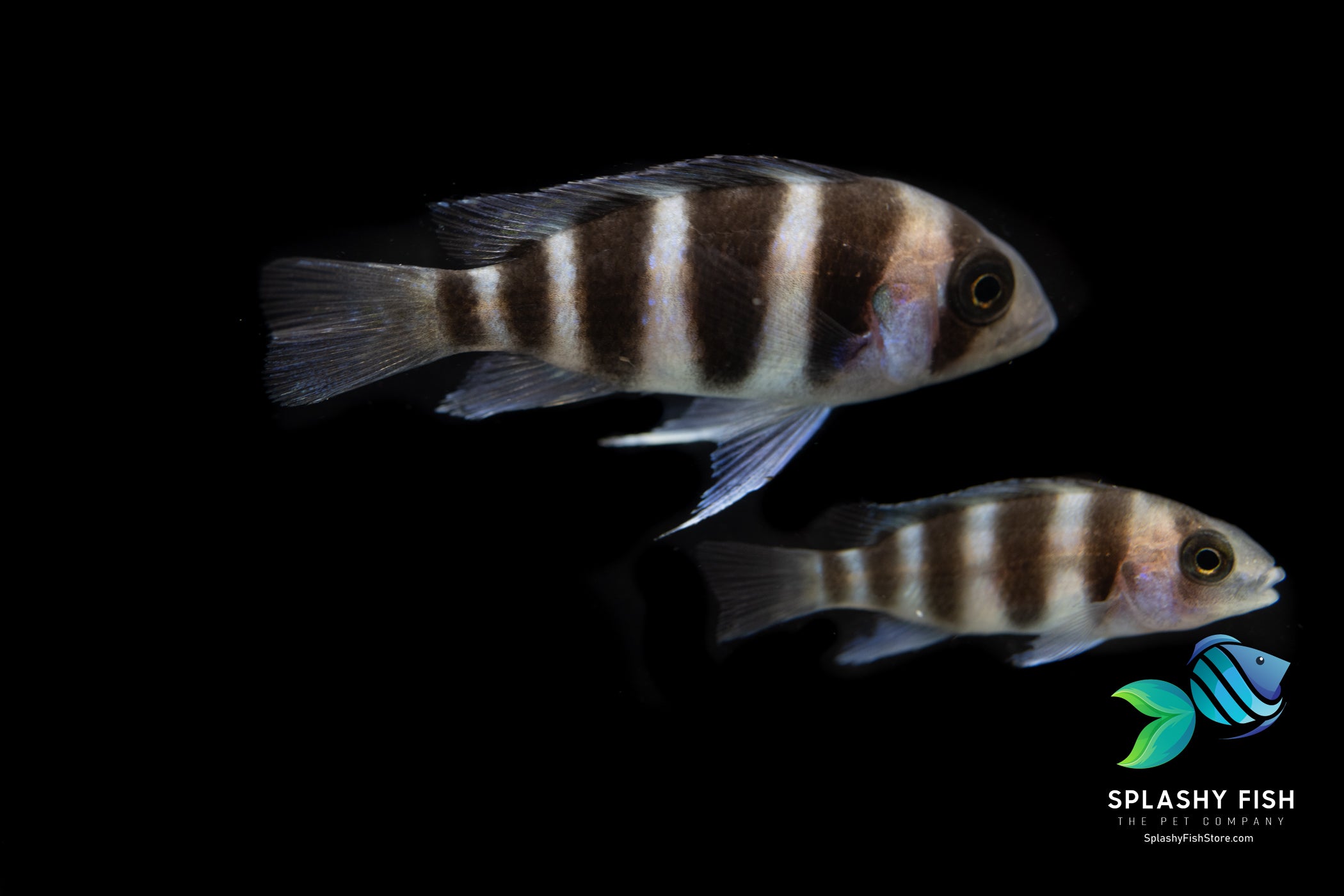Male Frontosa Cichlid For Sale | Splashy Fish