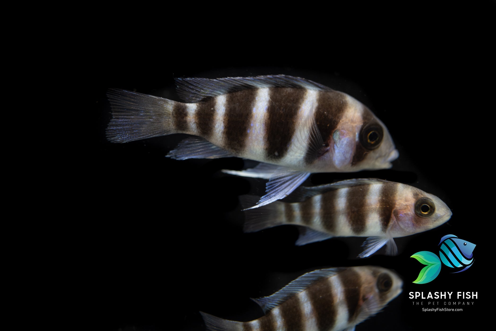 Frontosa