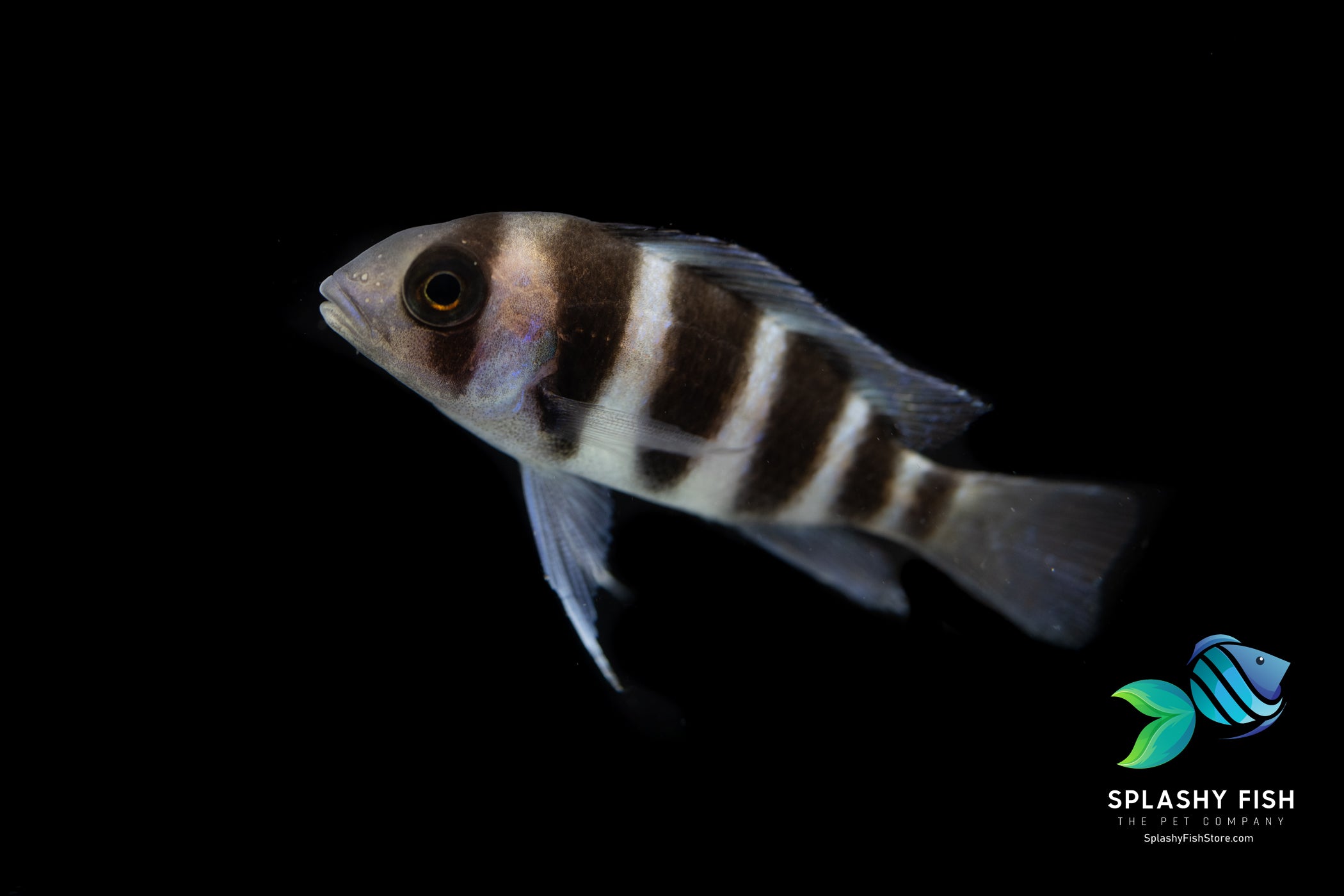 Female Frontosa Cichlid For Sale | Splashy Fish