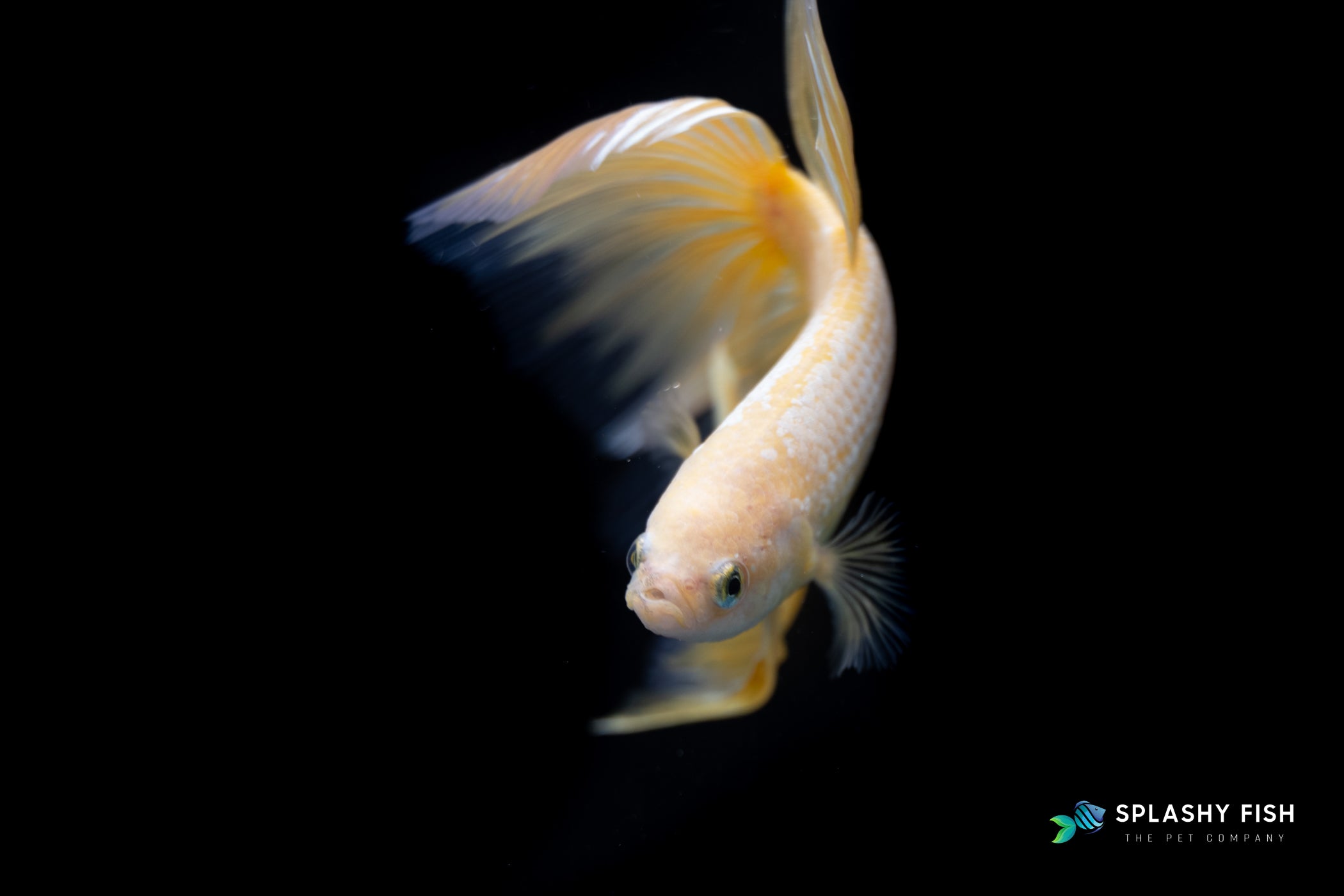 Yellow Halfmoon Betta Fish Dancing