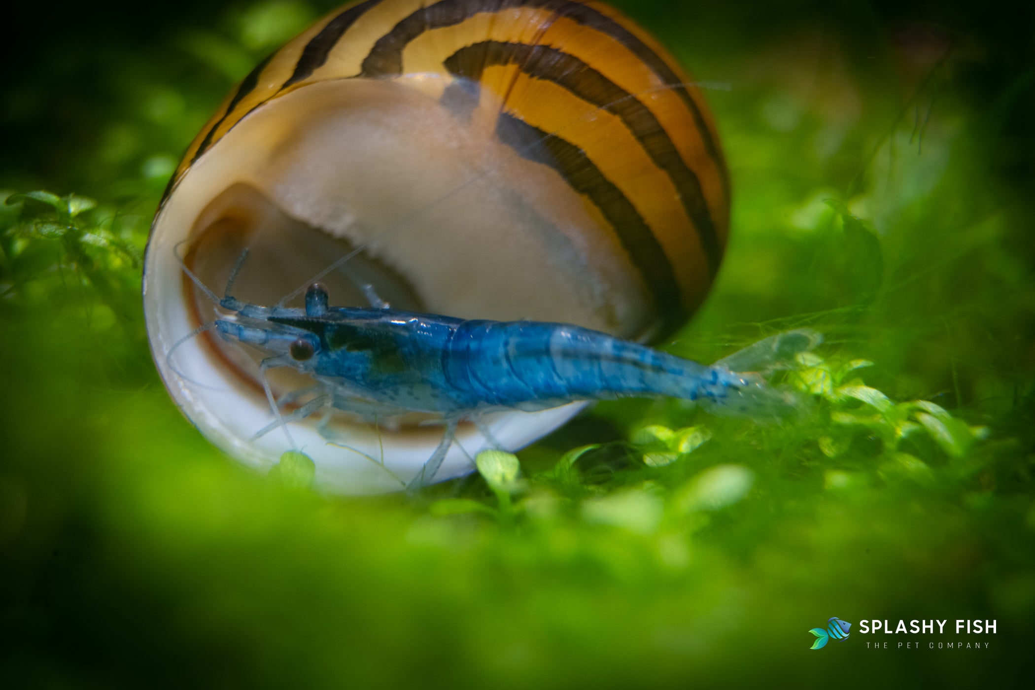 Sky Blue Shrimp on Monte Carlo Plant next to Nerite Snail, Sky blue shrimp for sale, sky blue velvet shrimp, sky blue neocaridina shrimp, sky blue freshwater shrimp, buy sky blue shrimp online, sky blue shrimp for aquarium, sky blue shrimp in fish tank, sky blue aquarium shrimp