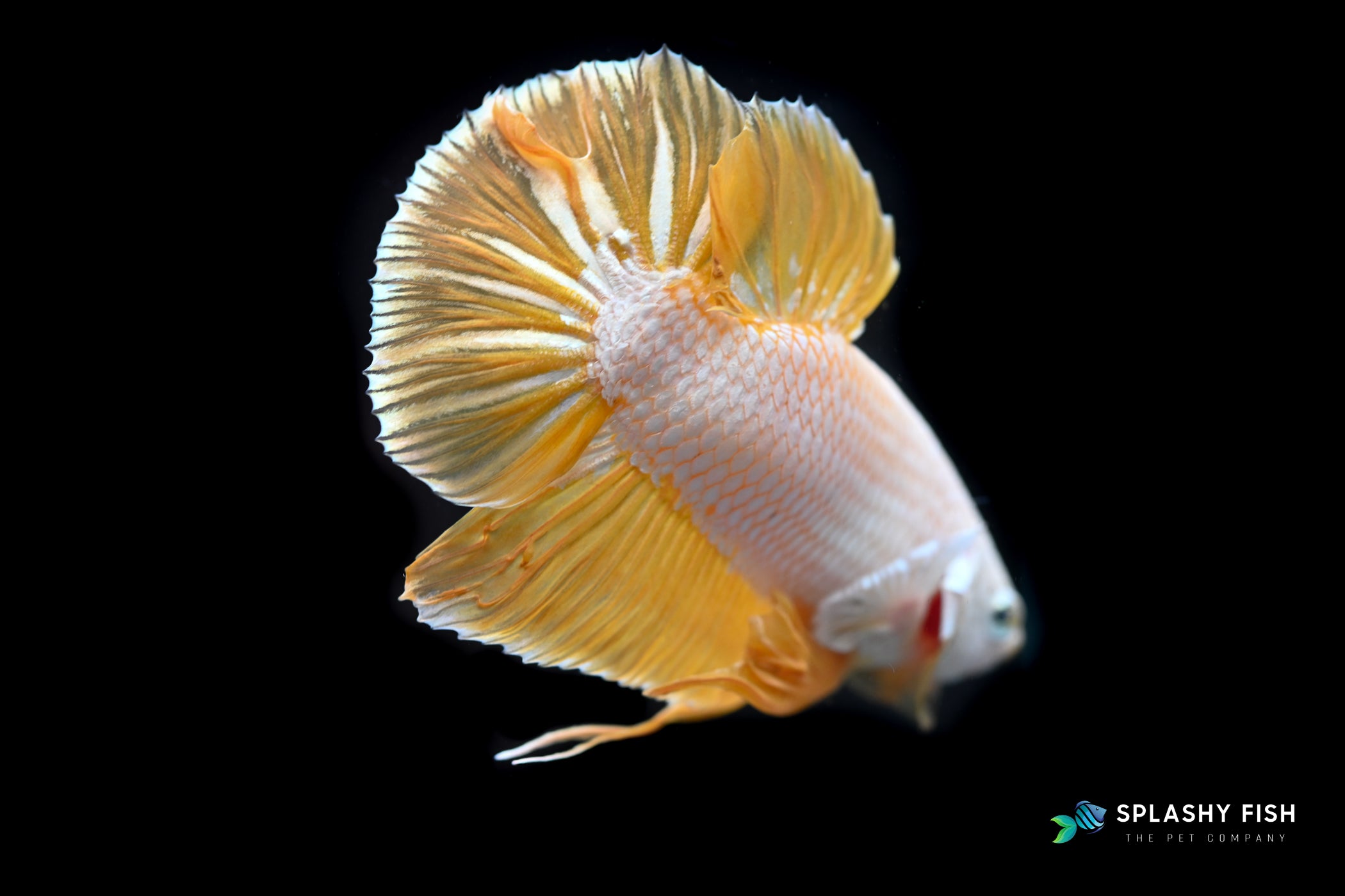 Dragon Halfmoon plakat Betta Fish