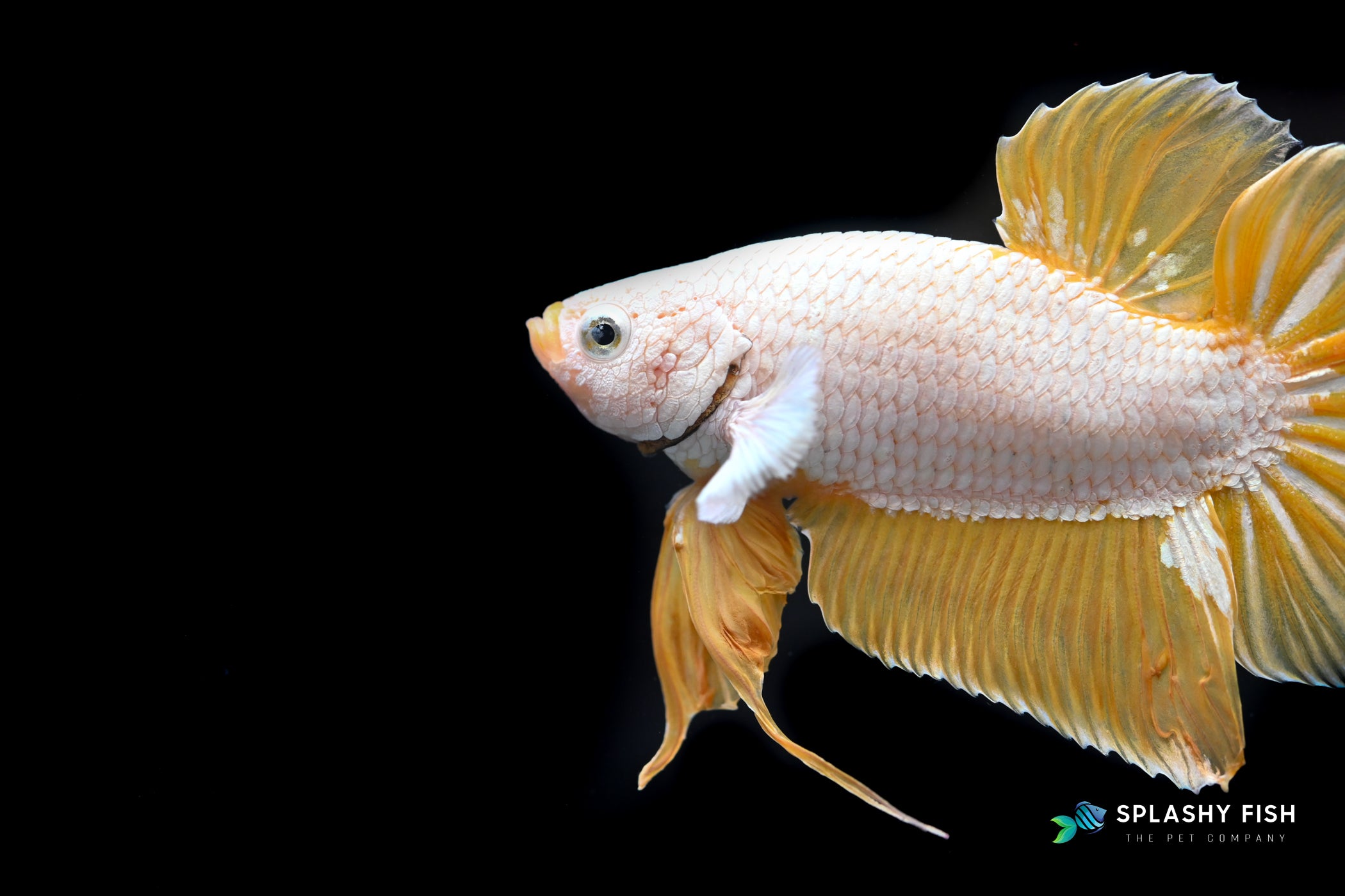 Yellow Dragon Halfmoon Plakat Betta Fish