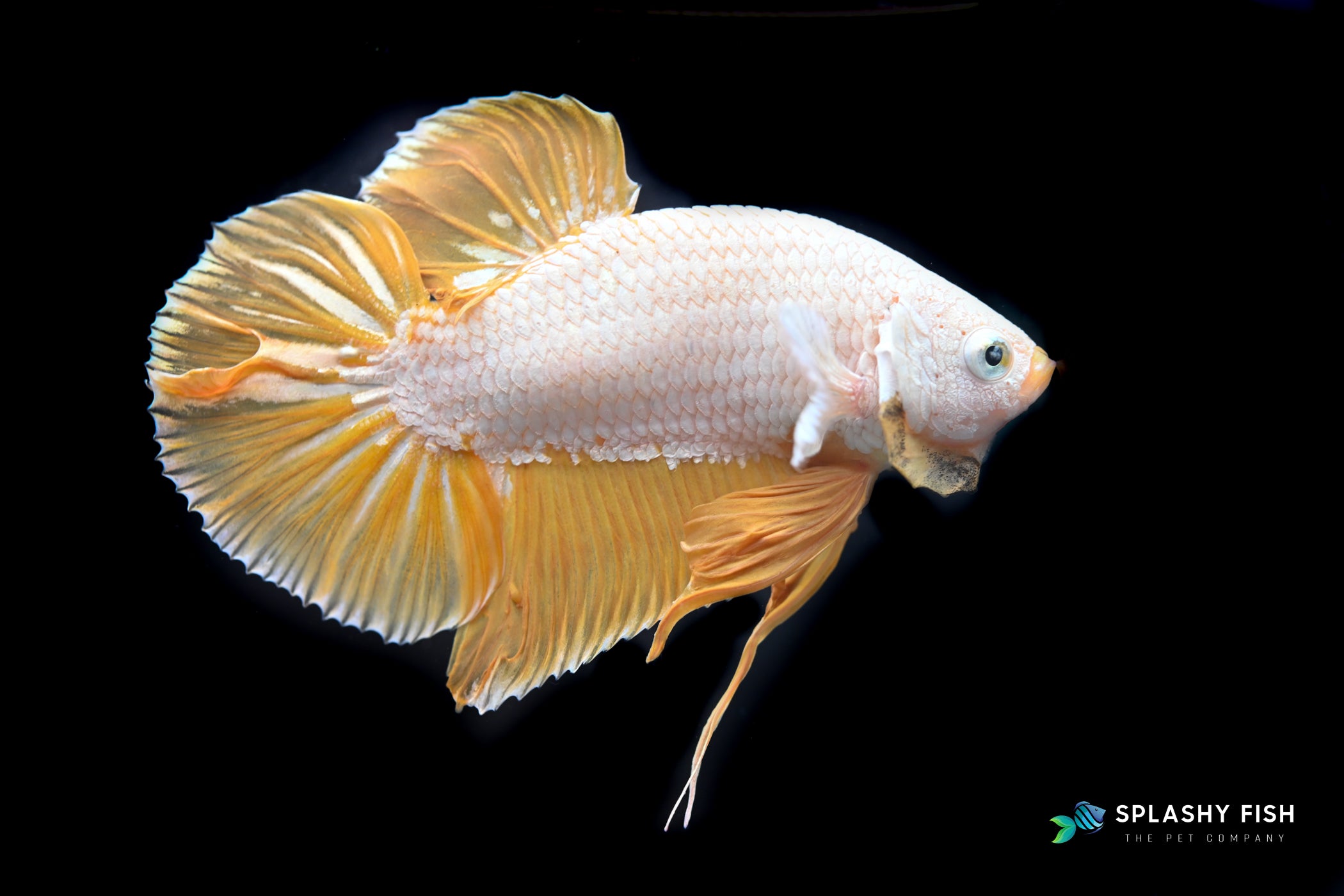 Yellow Dragon Betta Fish