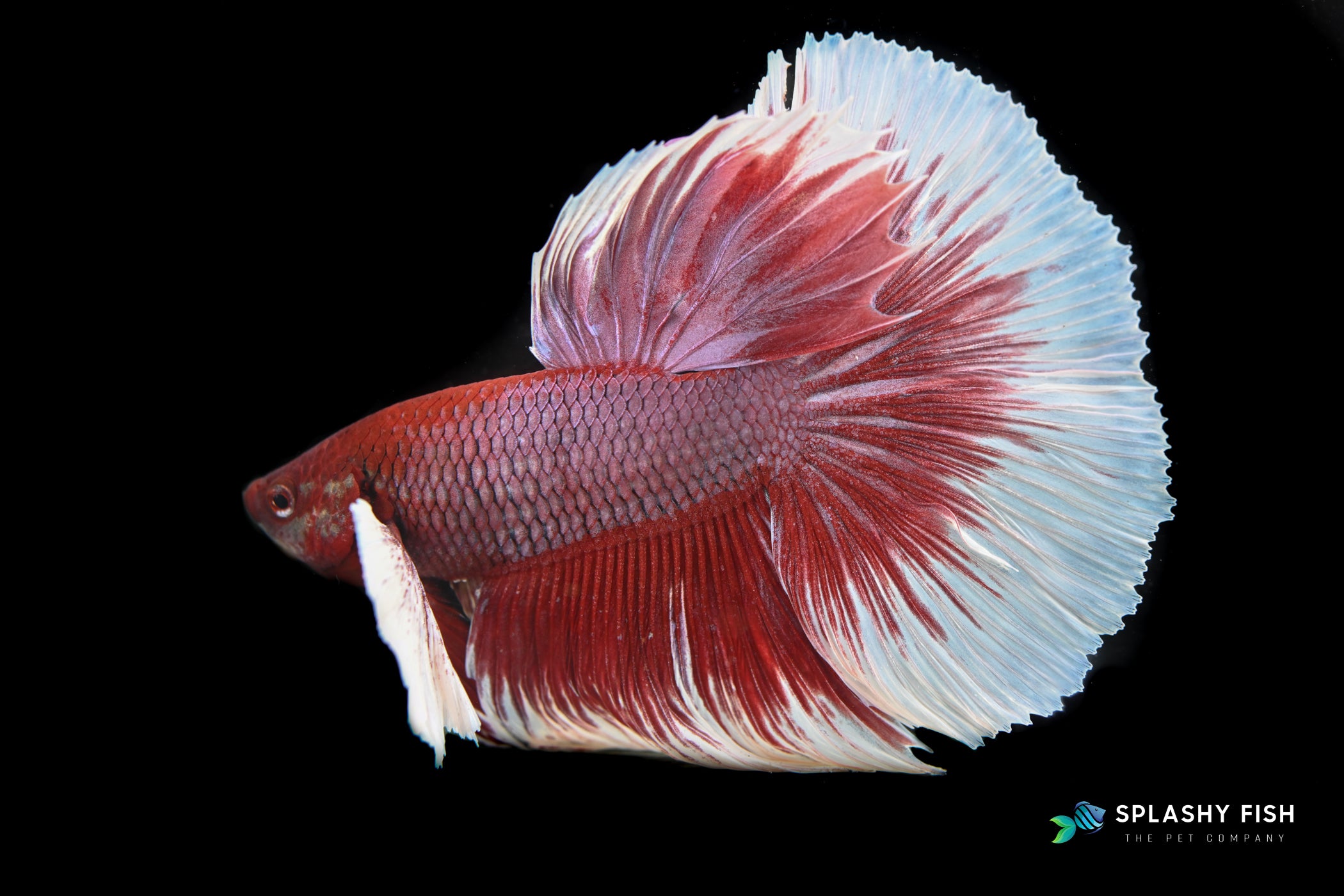 Dumbo Ear Halfmoon Lavender Betta Fish