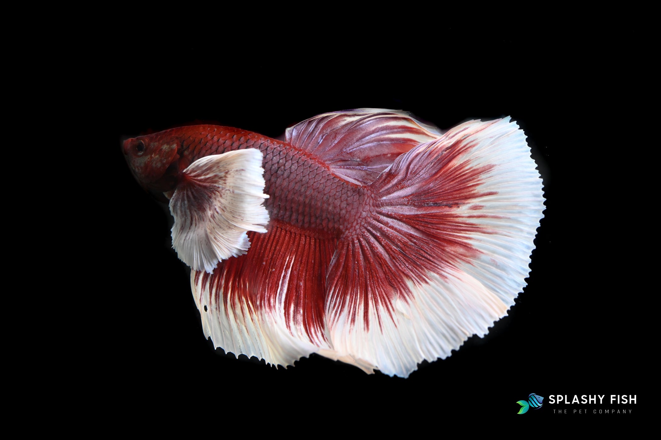 Lavender Dumbo Halfmoon Male Betta Fish 