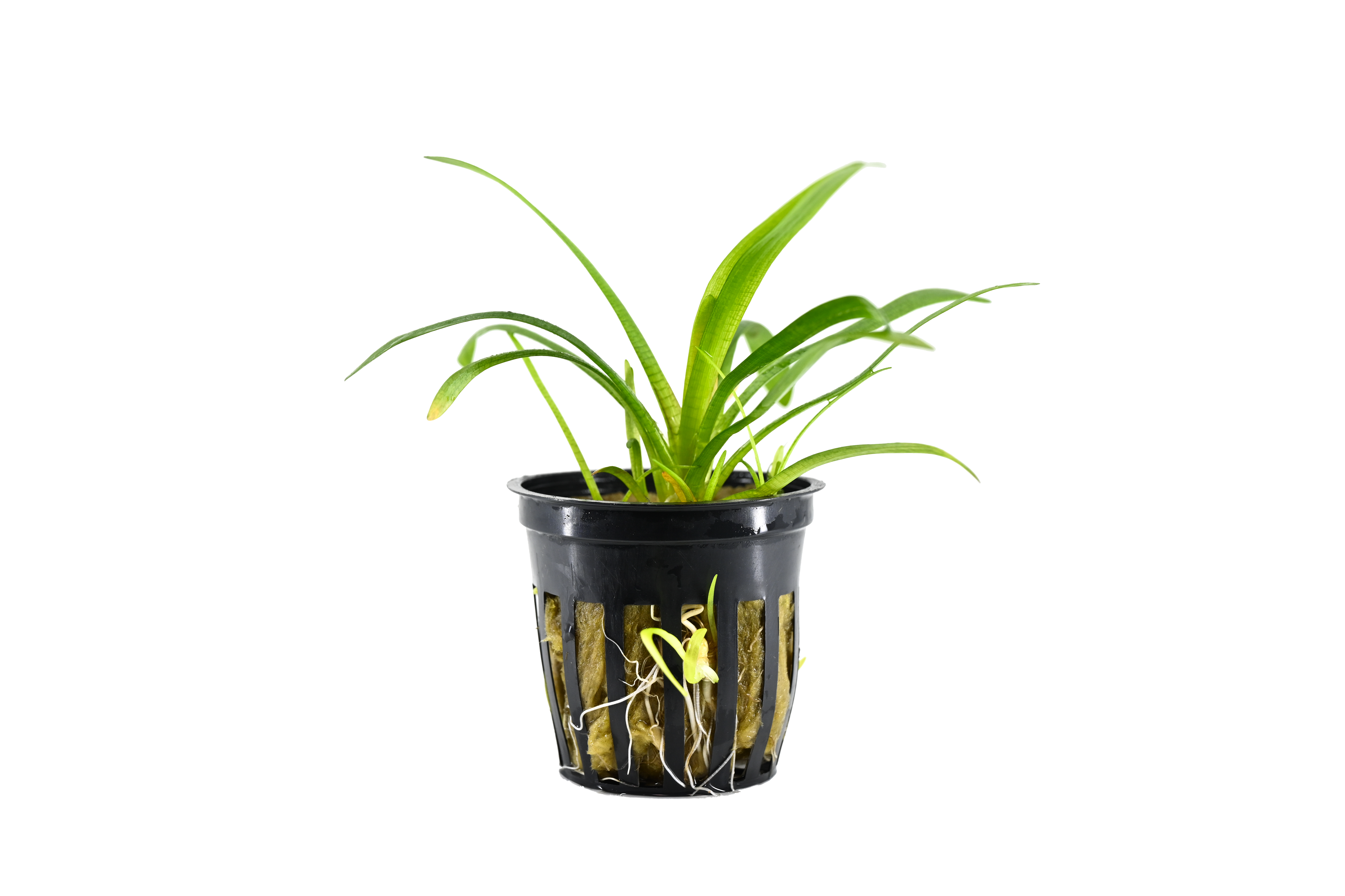 Dwarf Sagittaria Pot Plant | Live Aquarium Plant
