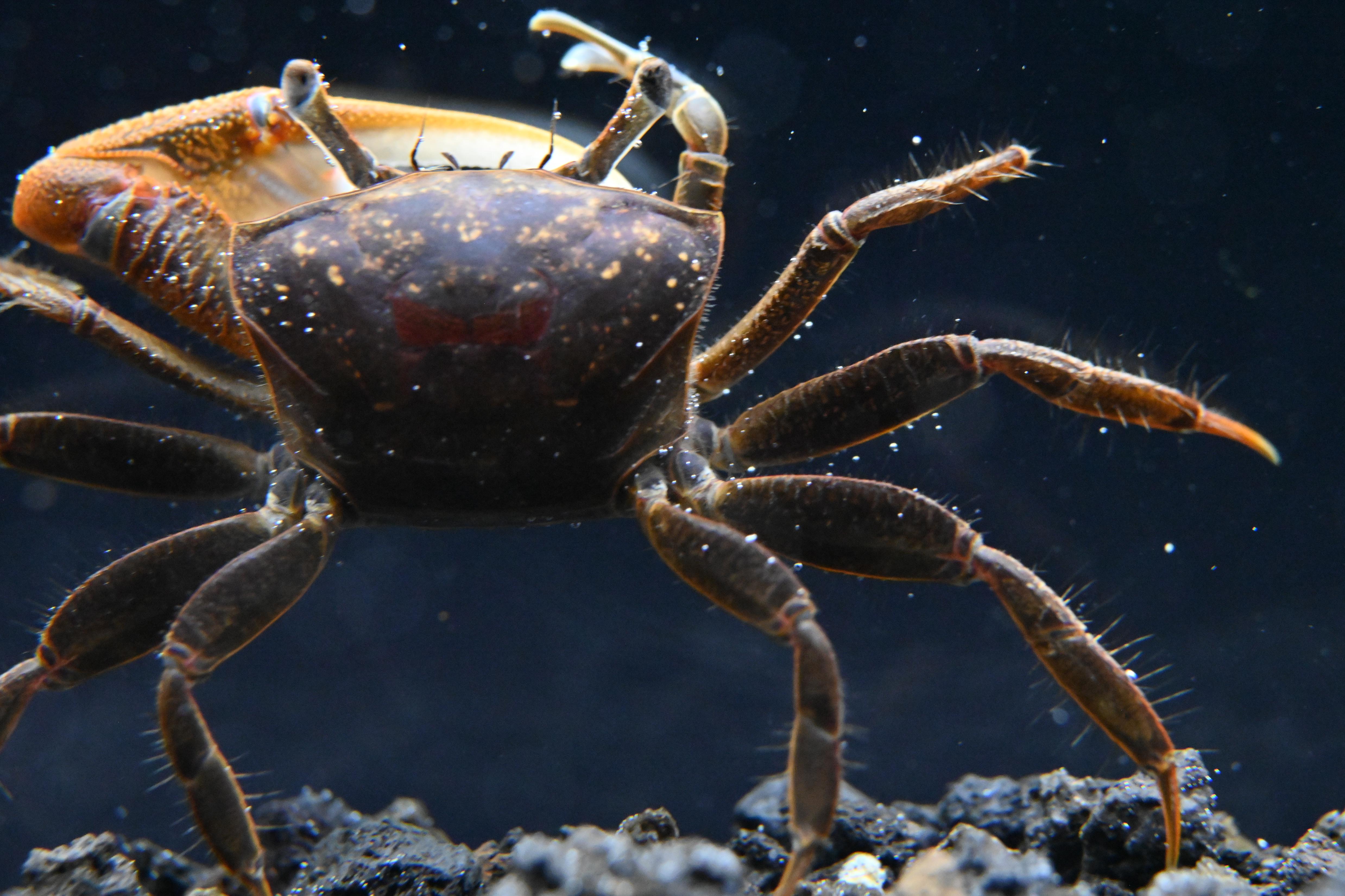 Gold Claw Fiddler Crab For Sale | Freshwater Aquarium Crab | Splashy Fish