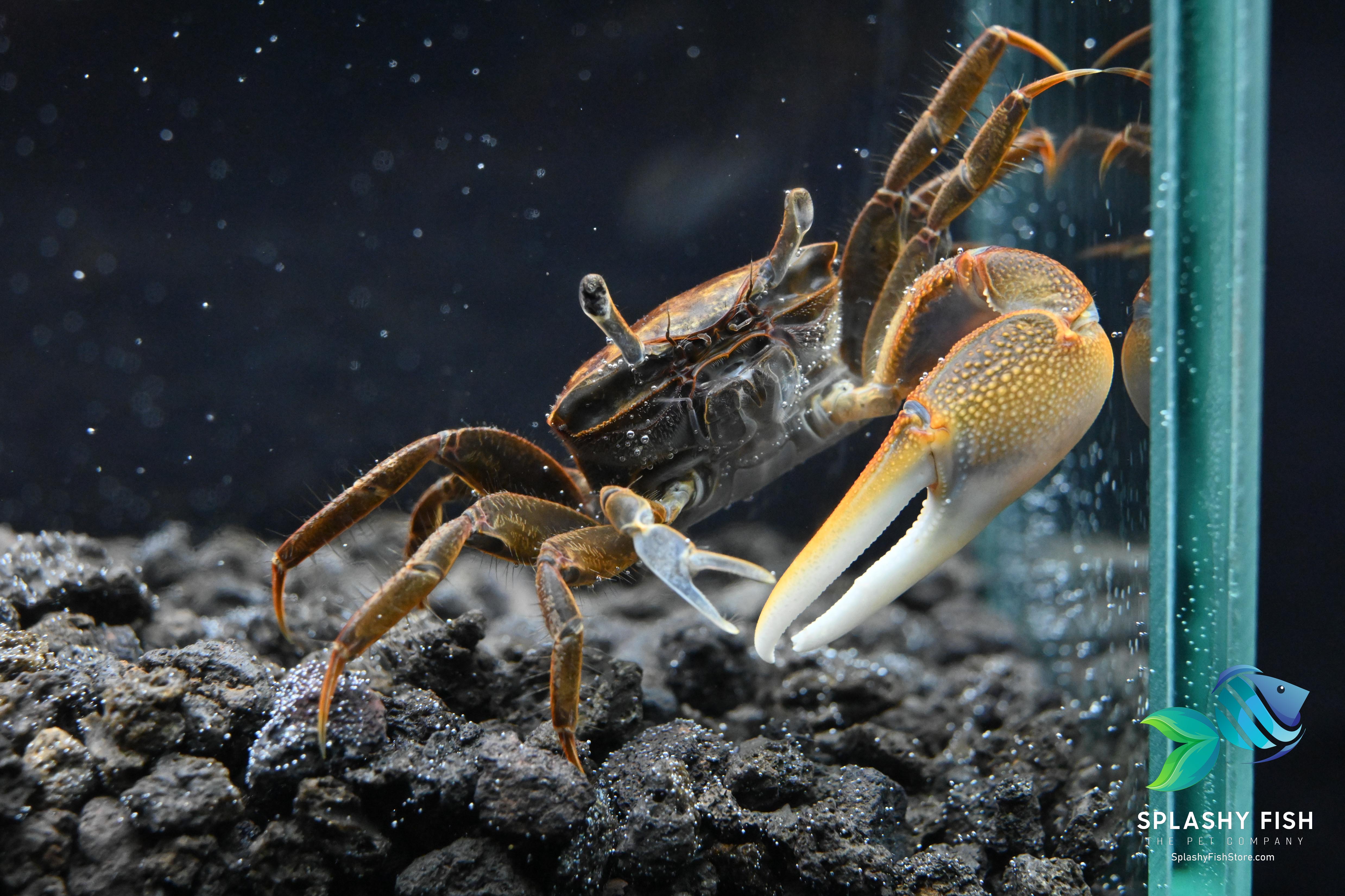Gold Claw Fiddler Crab For Sale | Live Tropical Aquarium Fish Tank | Splashy Fish