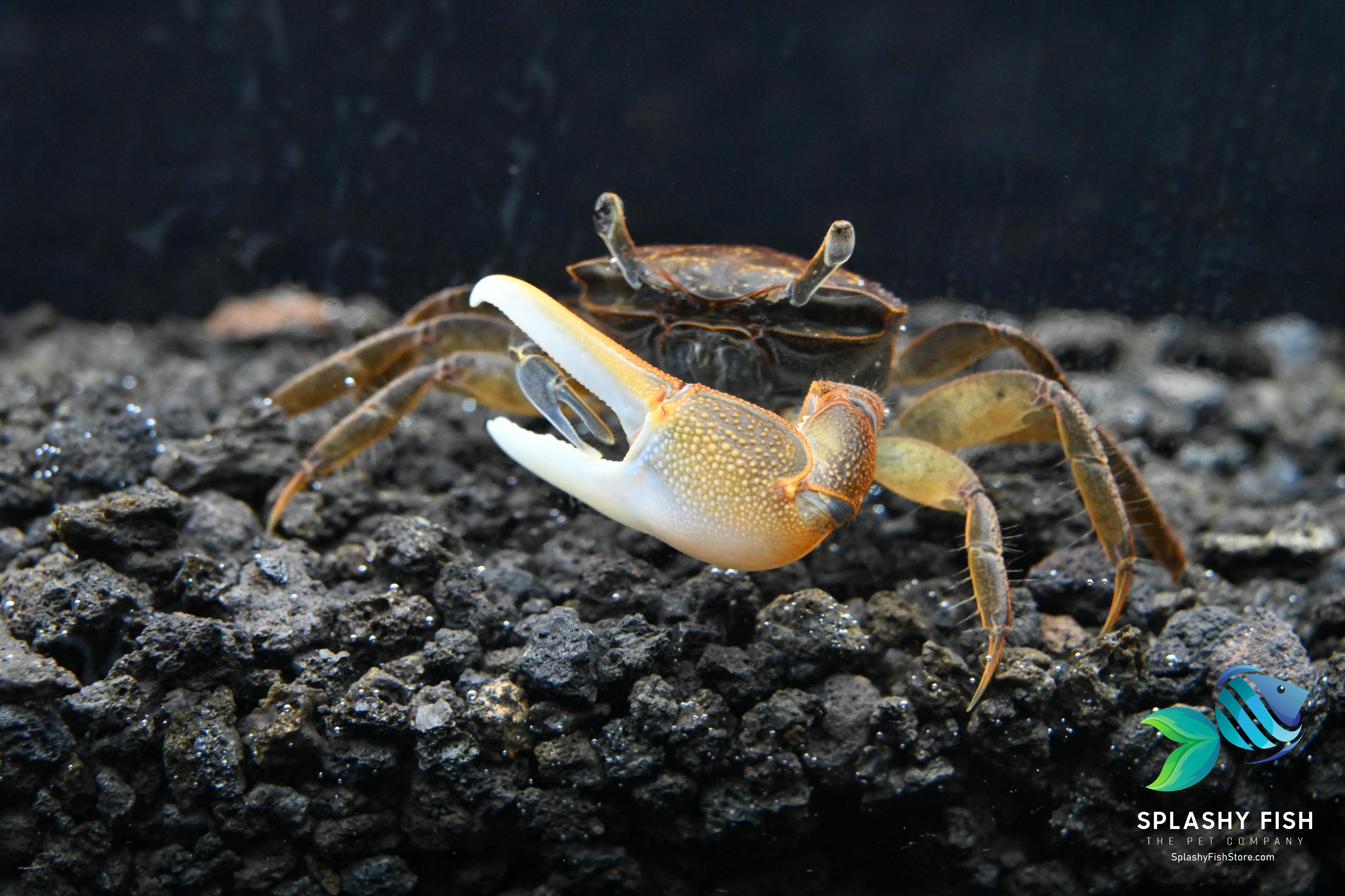 Gold Claw Fiddler Crab For Sale | Live Tropical Fish Store | Splashy Fish