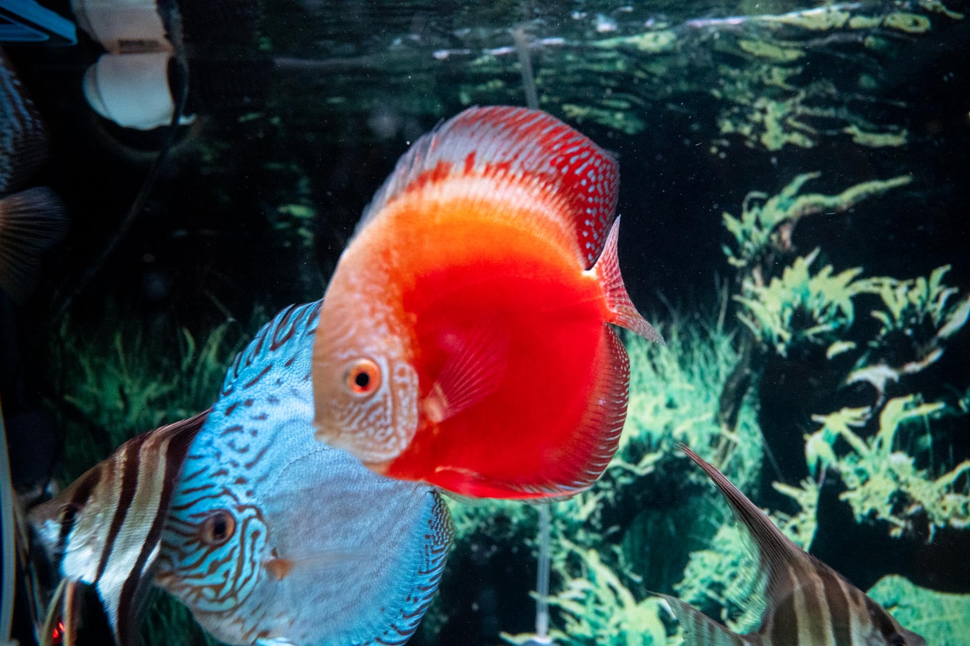 Red Marlboro Discus Discus For Sale