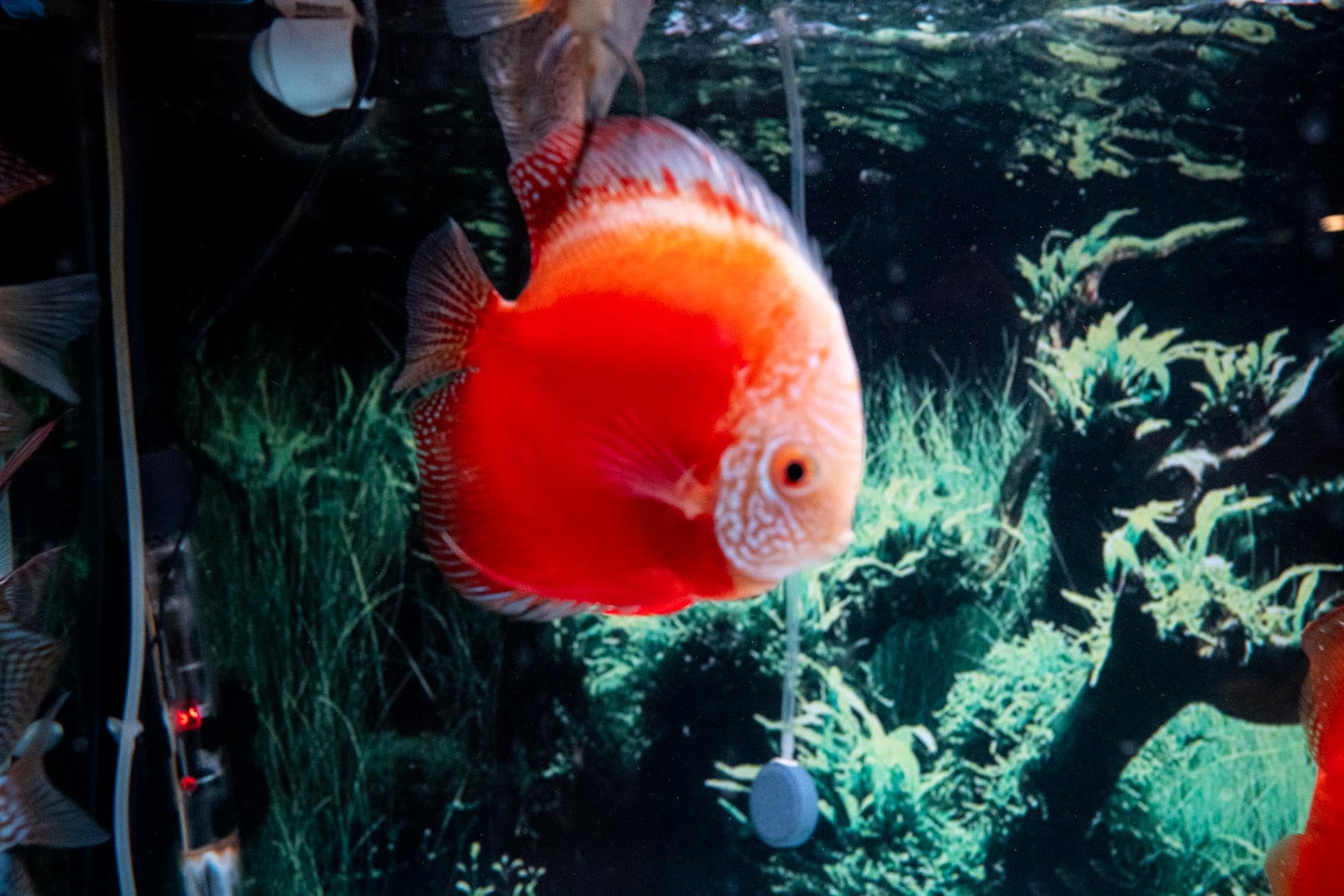 Marlboro Red Discus For Sale