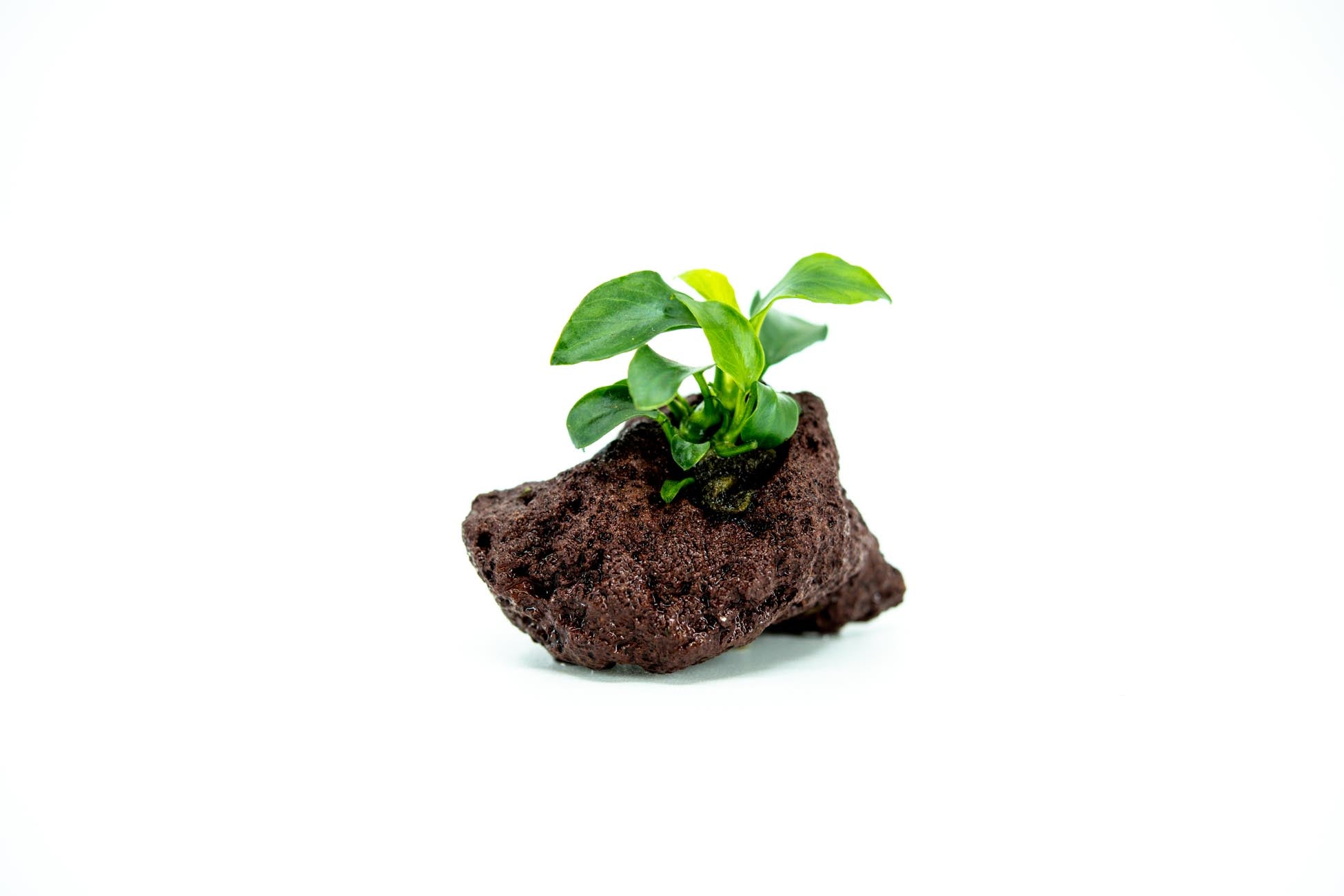 Anubias Nana Petite on Small Lava Rocks For Sale | Live Aquatic Plant | Anubias on Rocks