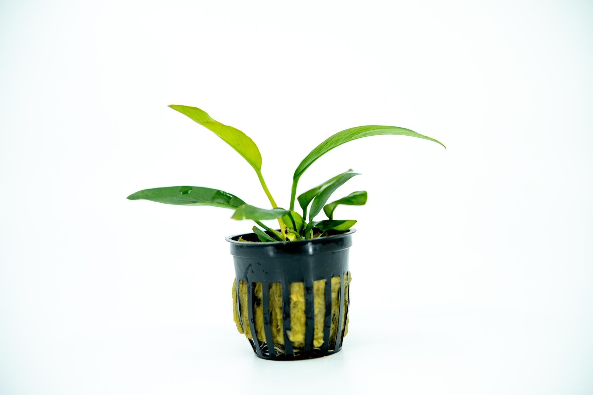 Anubias Nancon | live freshwater plant | how to plant anubias | anubias for betta | anubias plant betta