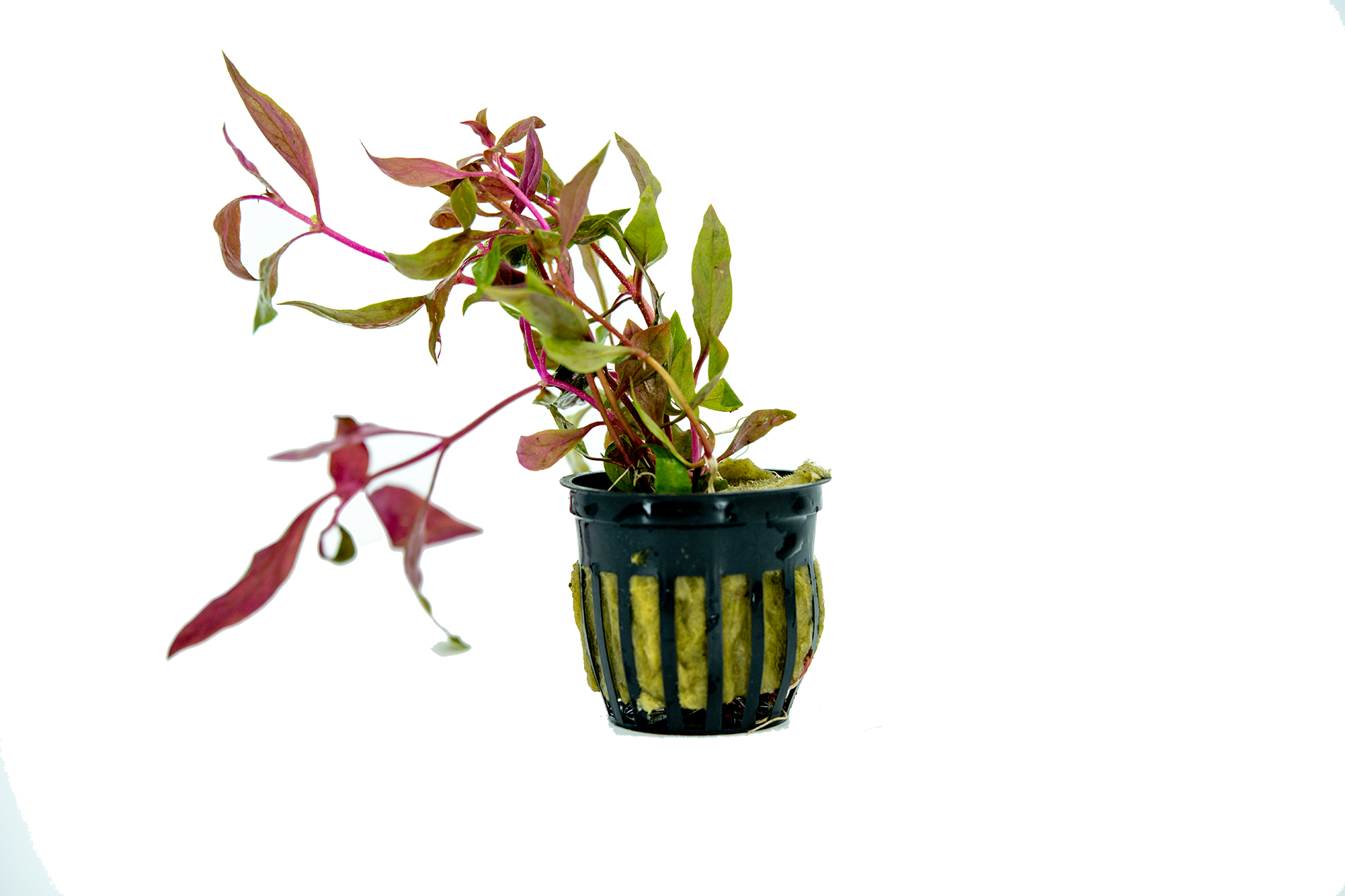 Scarlet Temple Plant  | Splashy Fish | Red Aquarium Plant