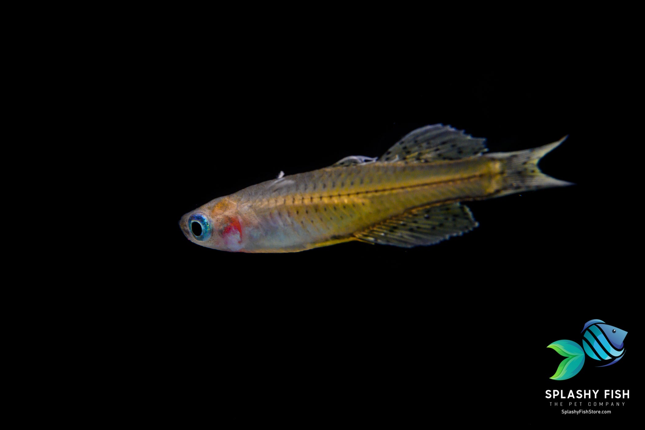 Male Blue Eye Dwarf Rainbow Fish