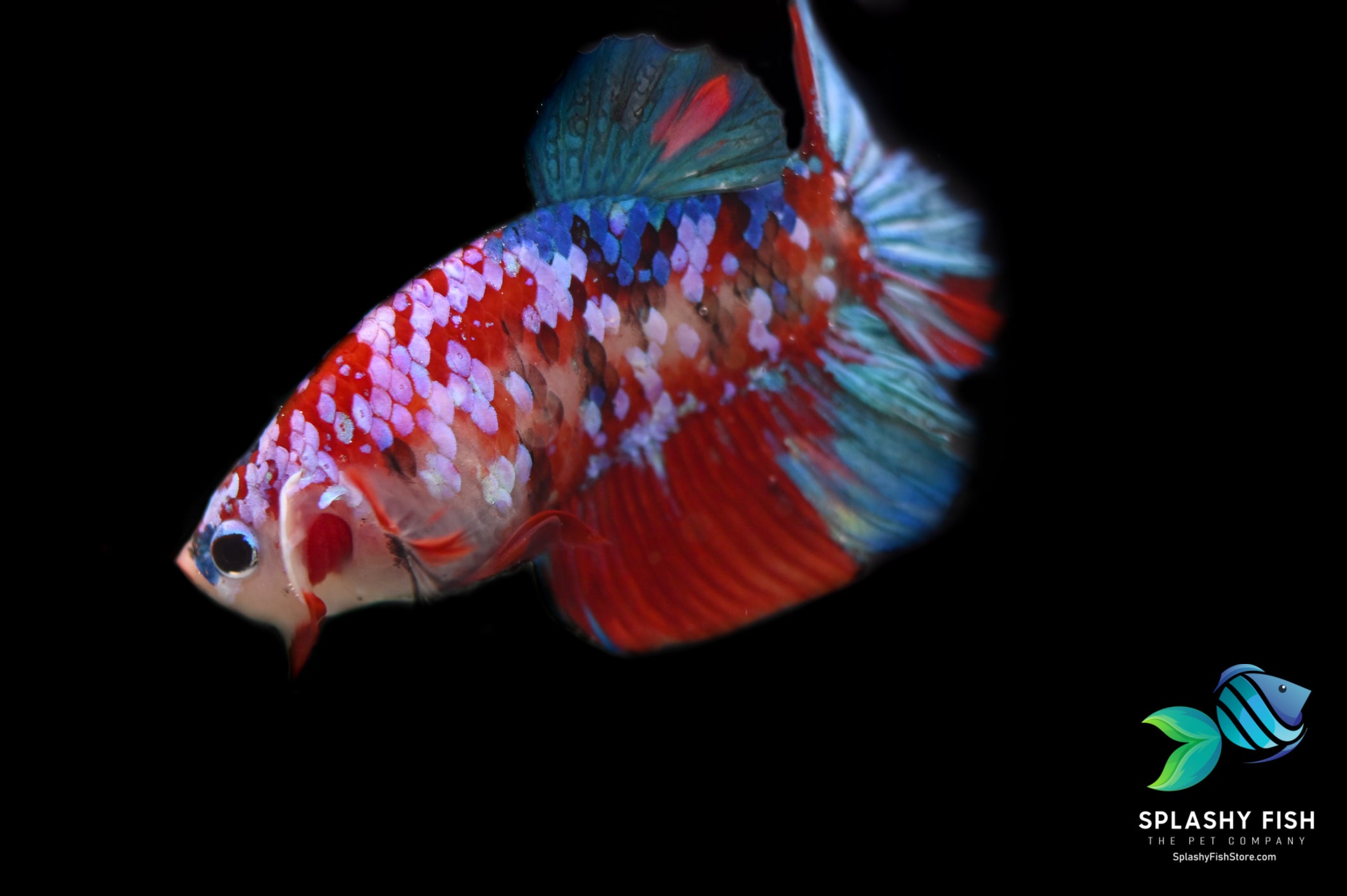 Koi Galaxy Halfmoon Plakat Betta Fish