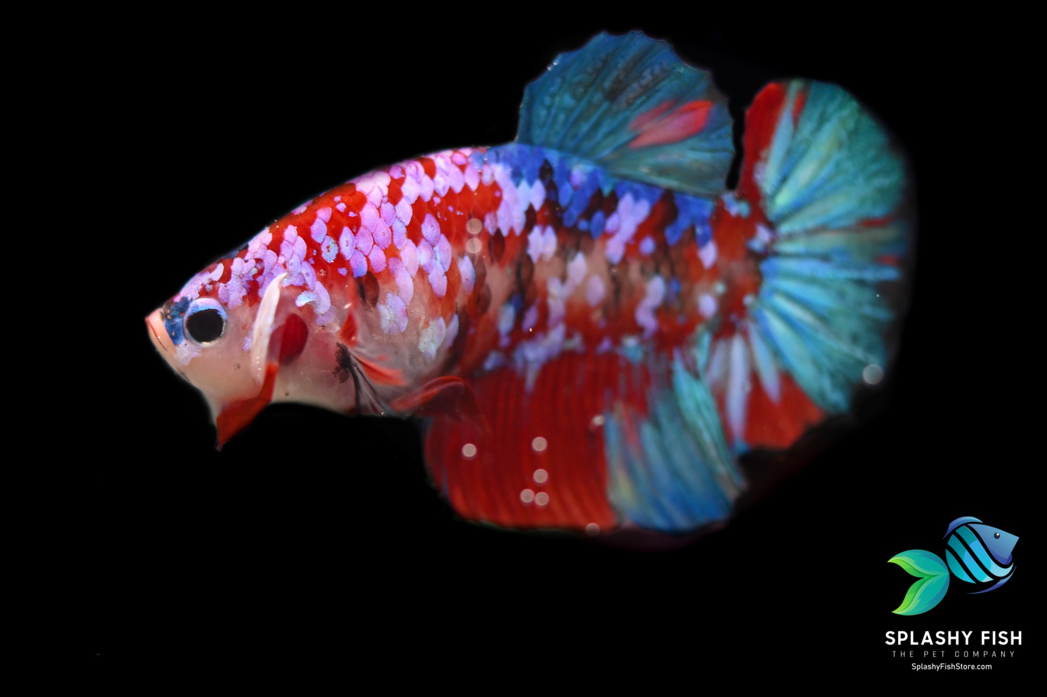 Deluxe (Grade A+) Show Grade Koi Galaxy Halfmoon Plakat Betta Fish