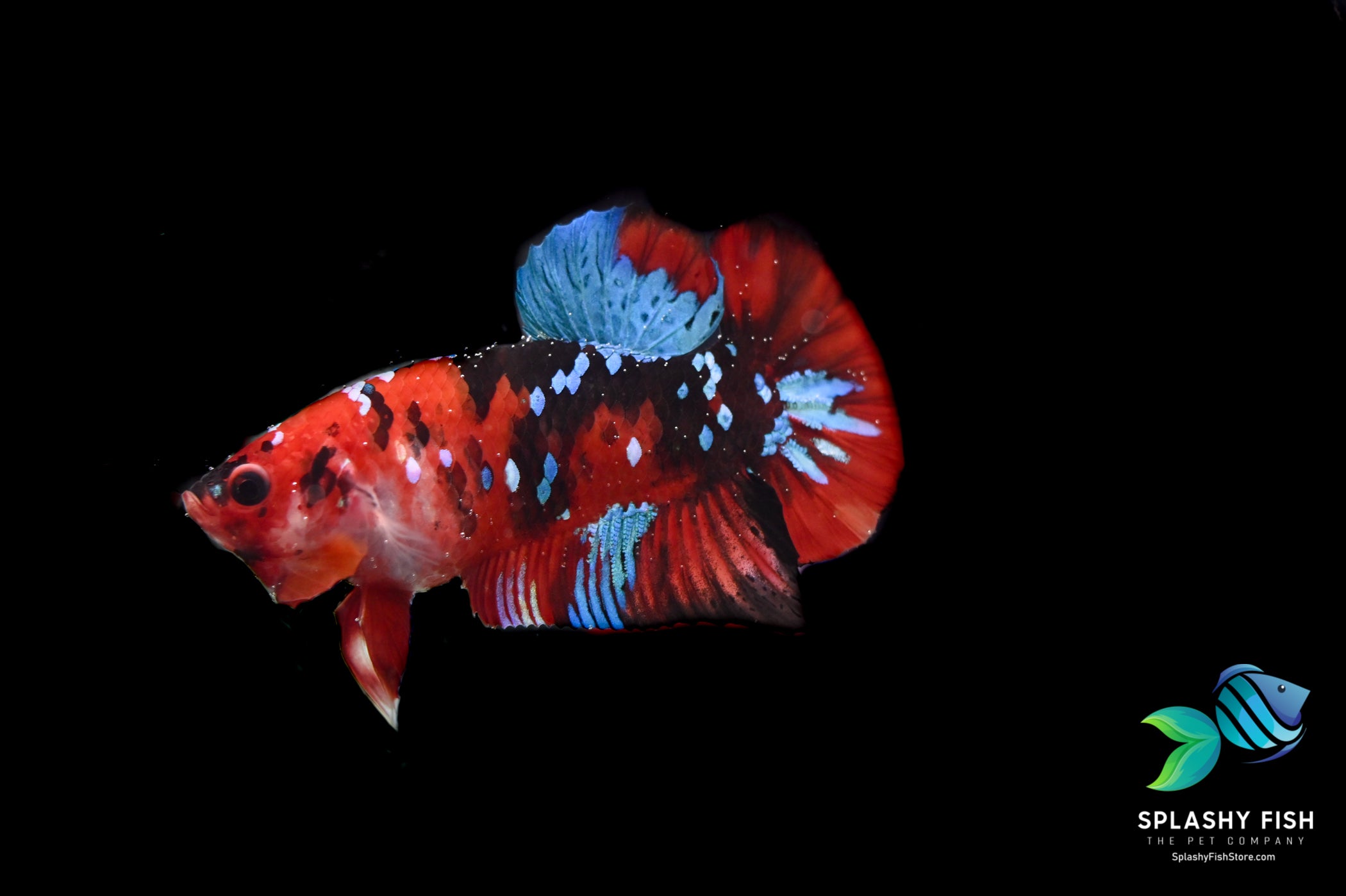 Deluxe (Grade A+) Show Grade Koi Galaxy Halfmoon Plakat Betta Fish