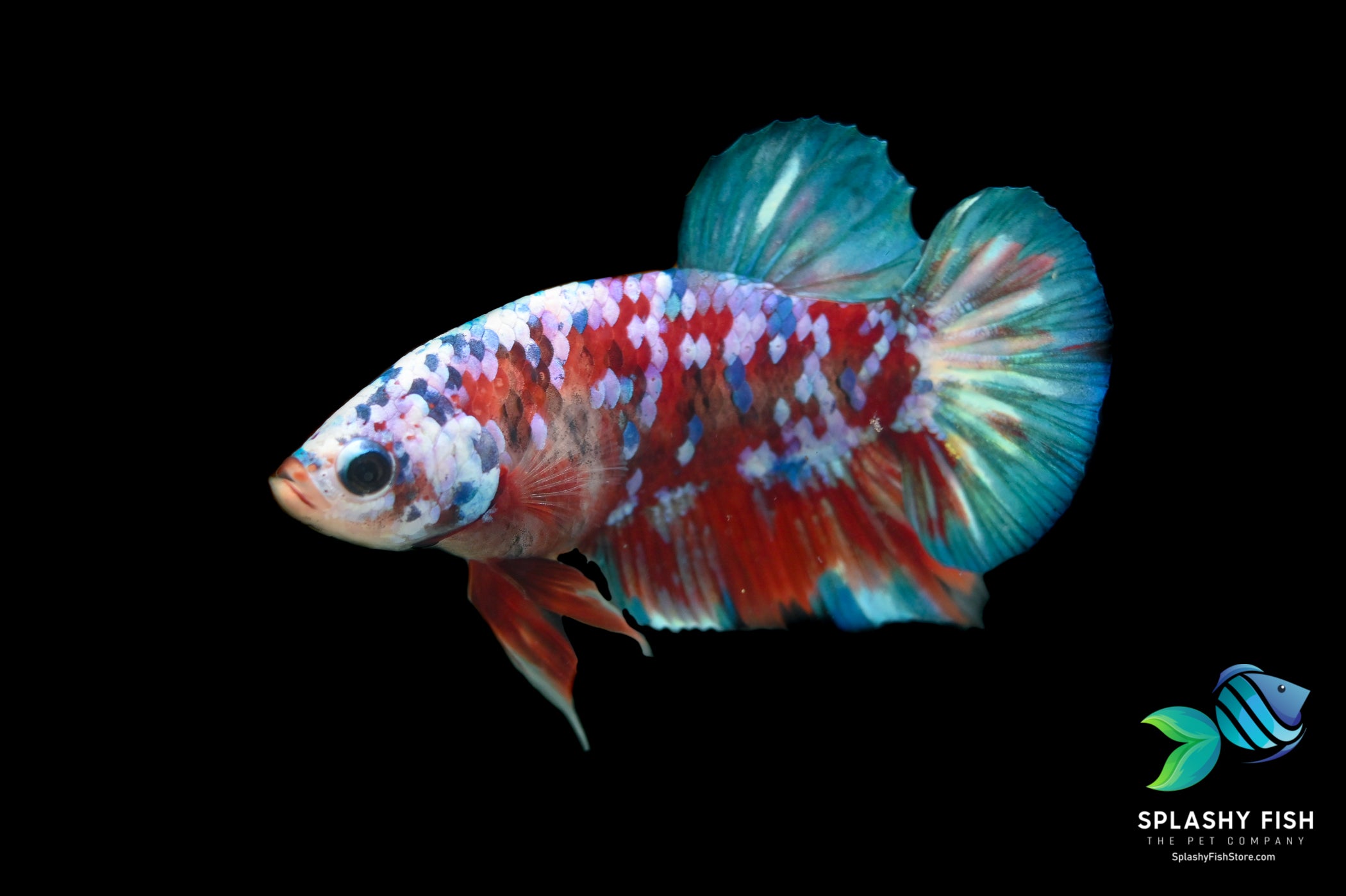 Deluxe (Grade A+) Show Grade Koi Galaxy Halfmoon Plakat Betta Fish