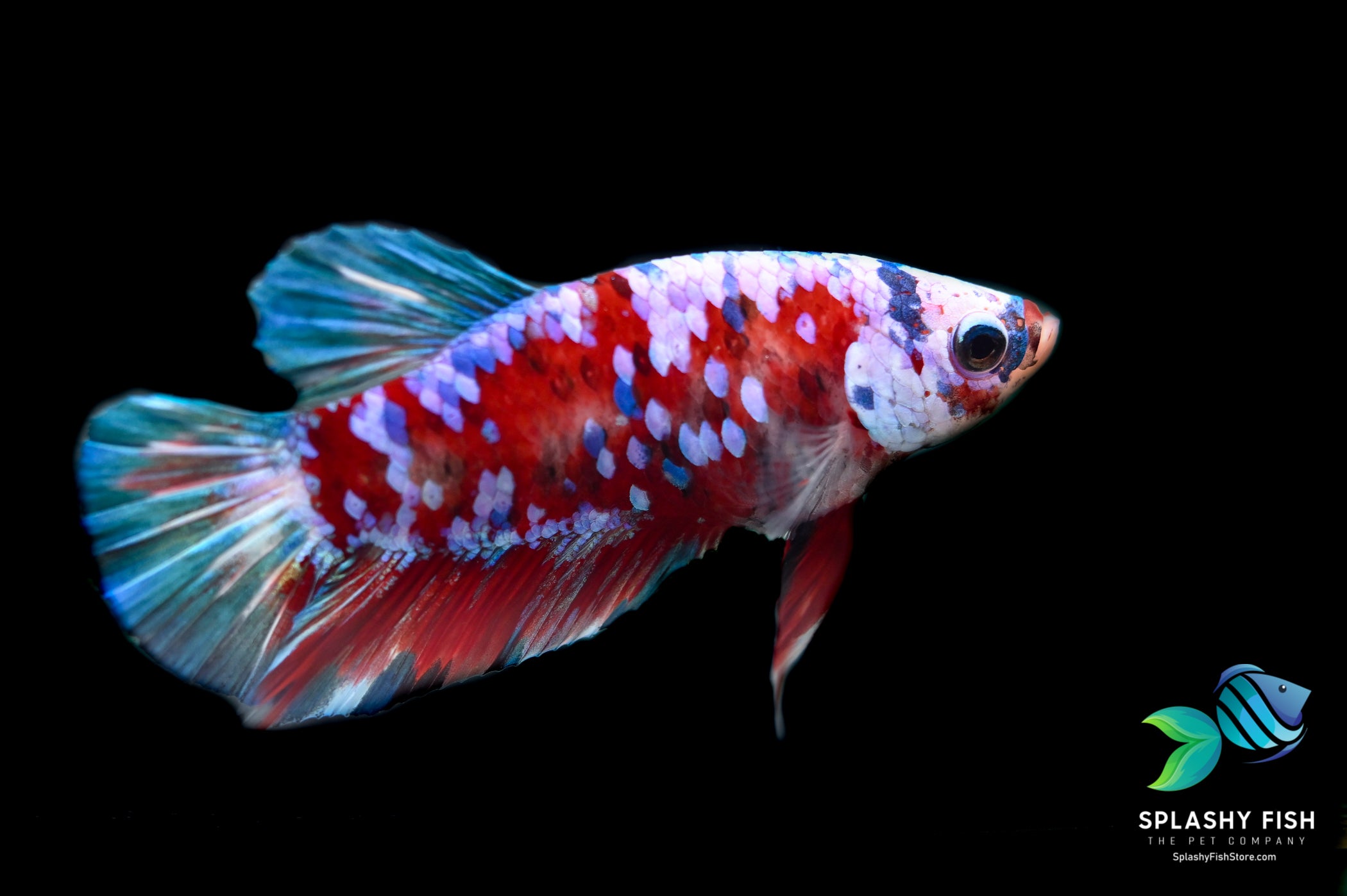 Koi Galaxy Halfmoon Plakat Betta Fish