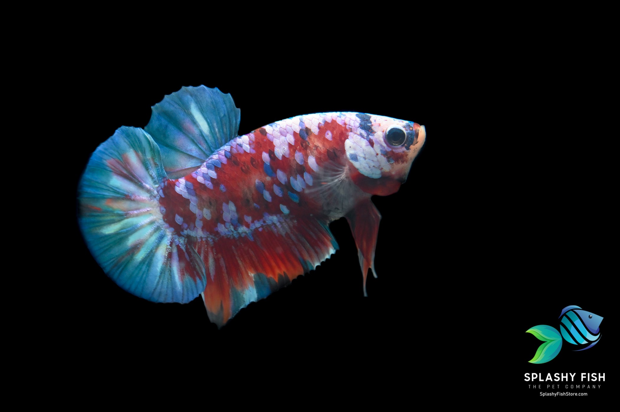 Deluxe (Grade A+) Show Grade Koi Galaxy Halfmoon Plakat Betta Fish