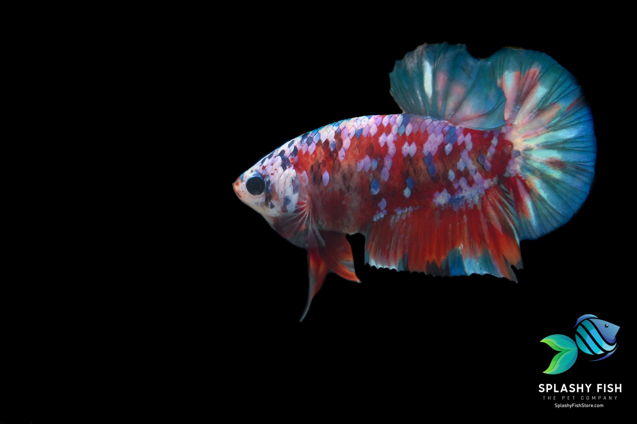 Deluxe (Grade A+) Show Grade Koi Galaxy Halfmoon Plakat Betta Fish