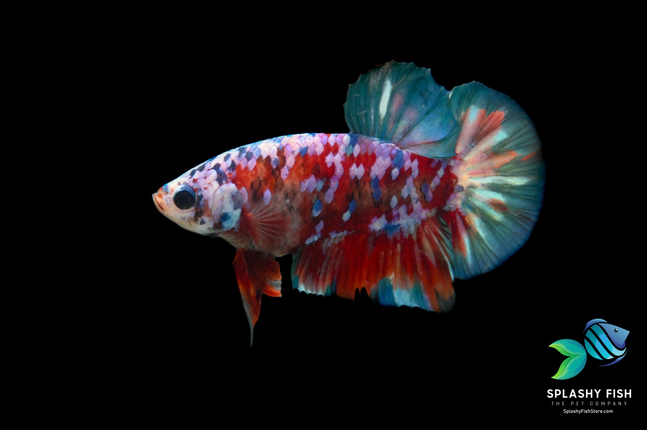 Deluxe (Grade A+) Show Grade Koi Galaxy Halfmoon Plakat Betta Fish