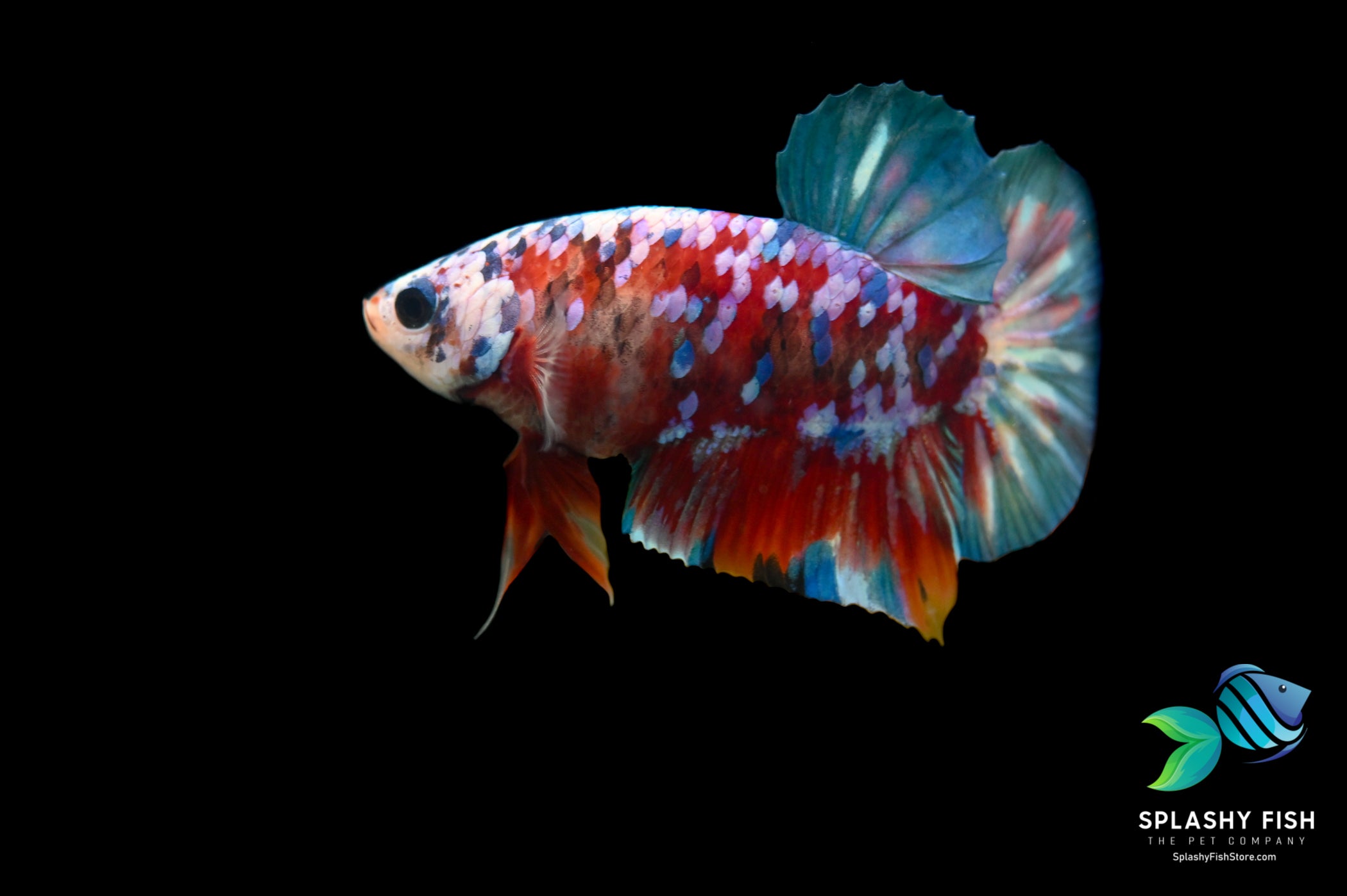 skab træfning håndtag Koi Galaxy Halfmoon Plakat Betta Fish For Sale | Splashy Fish