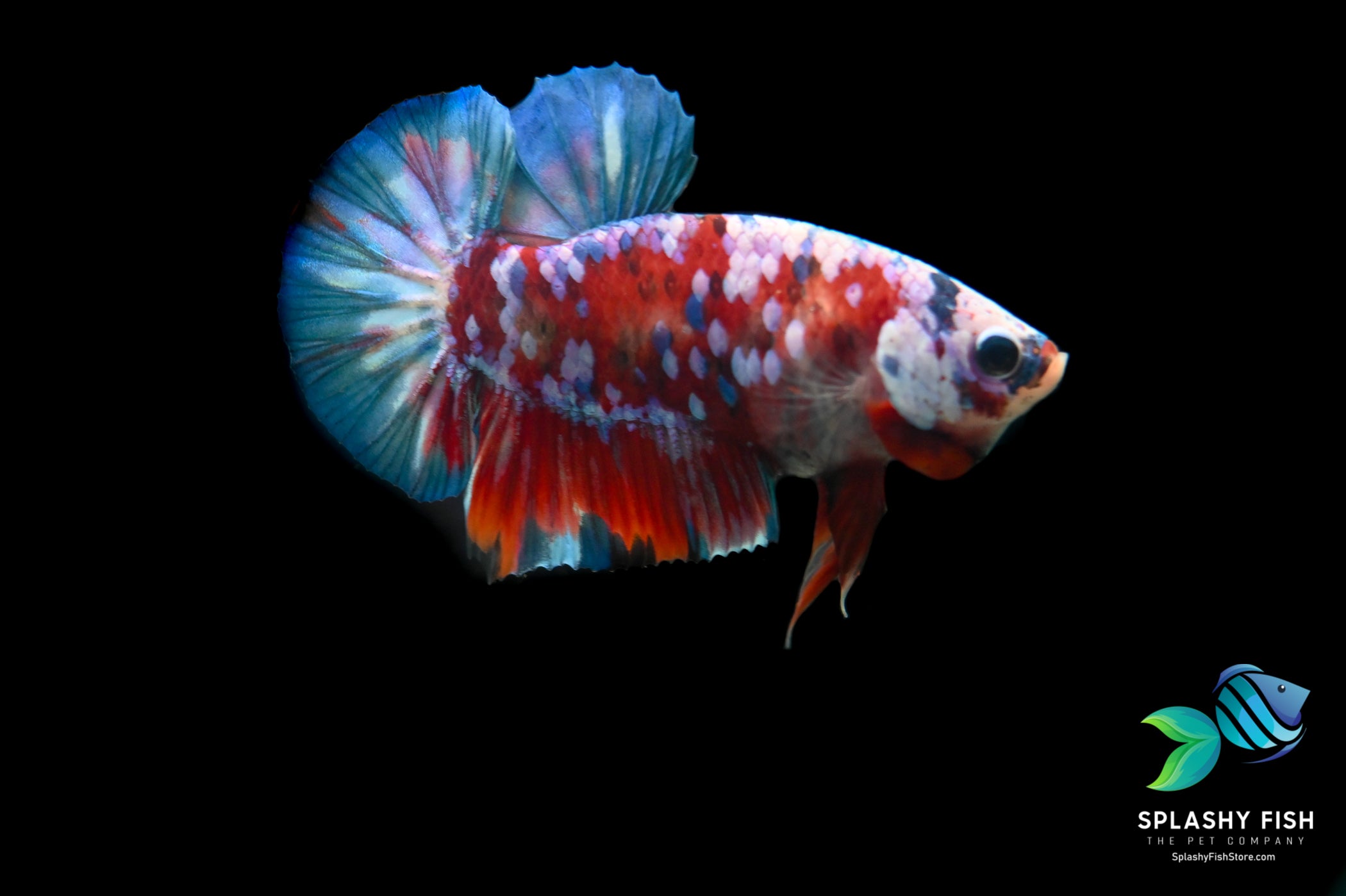 Deluxe (Grade A+) Show Grade Koi Galaxy Halfmoon Plakat Betta Fish