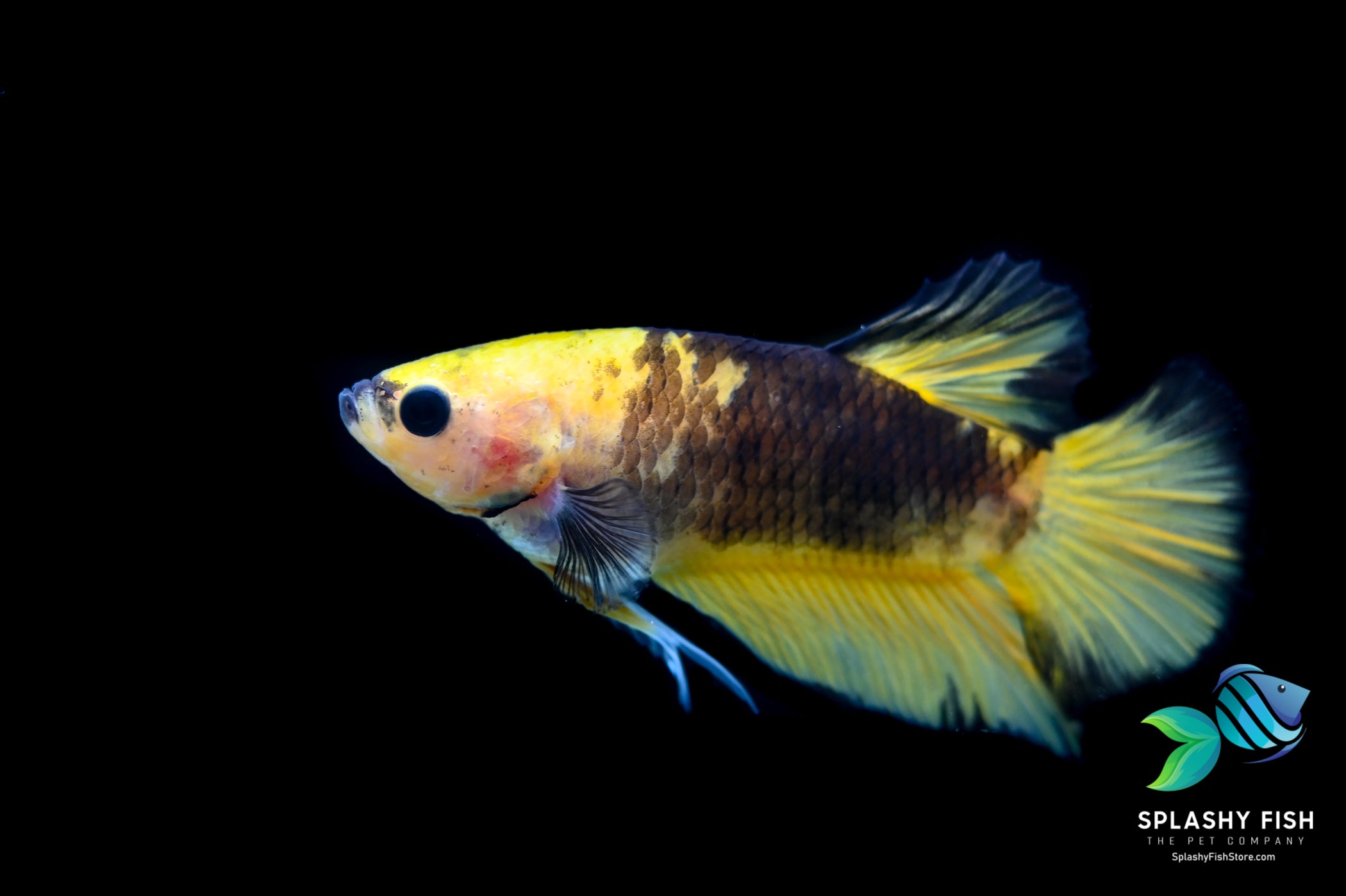 Yellow Fancy Halfmoon Plakat Betta Fish