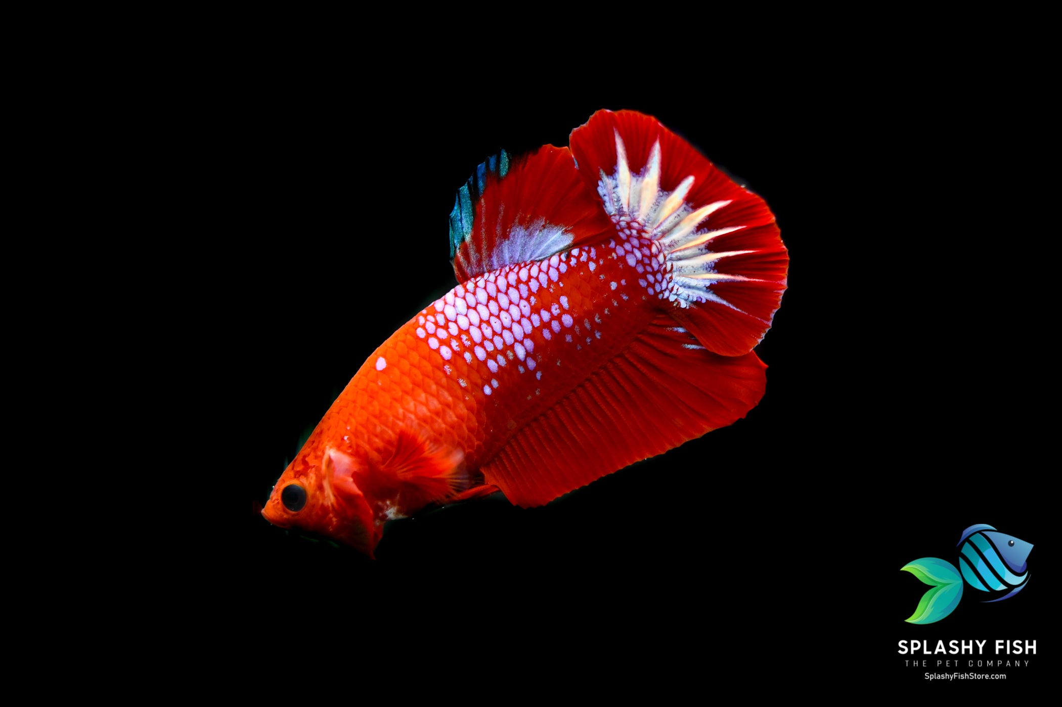 Red Fancy Halfmoon Plakat Betta Fish