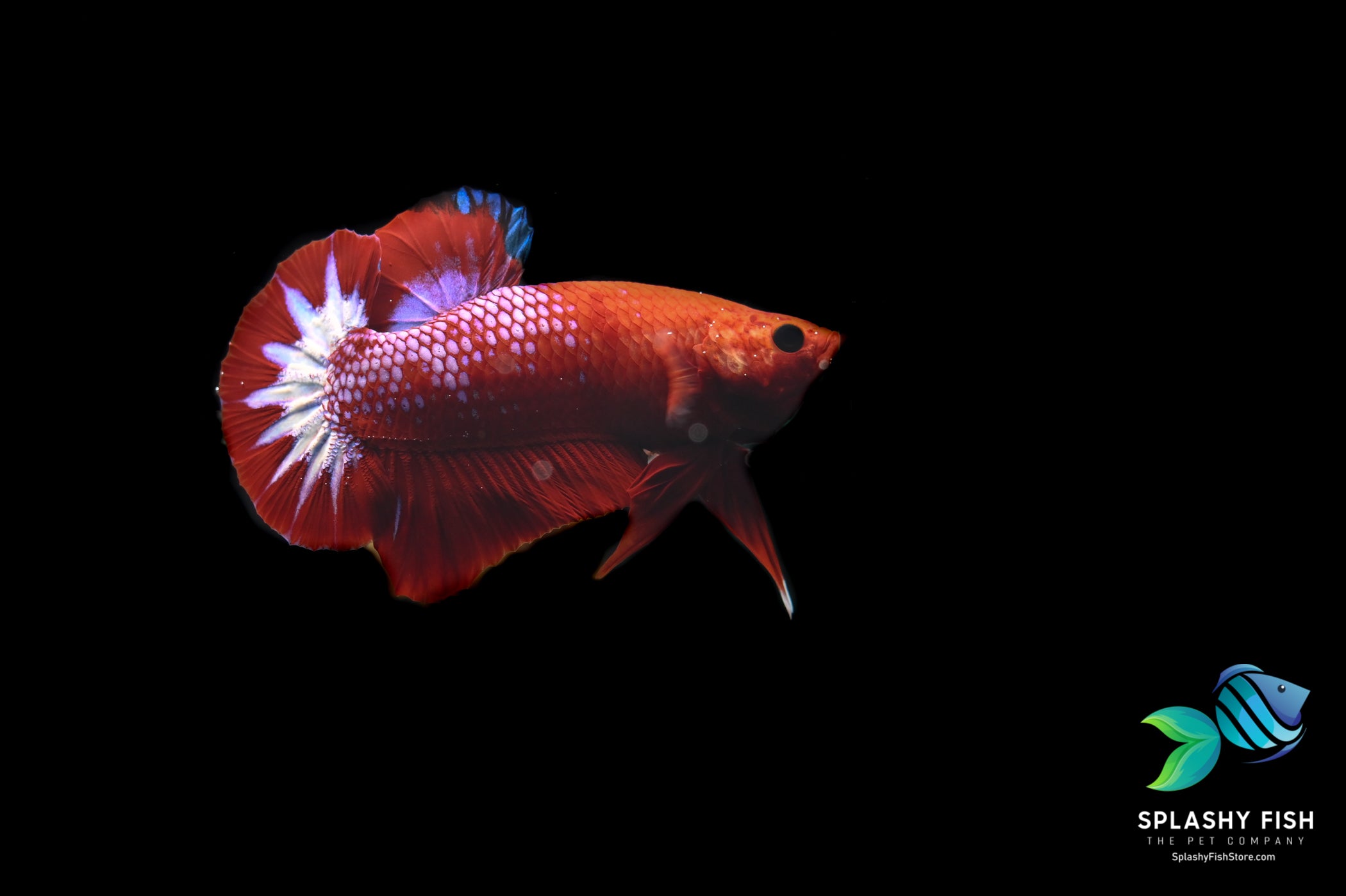Red Fancy Halfmoon Plakat Betta Fish