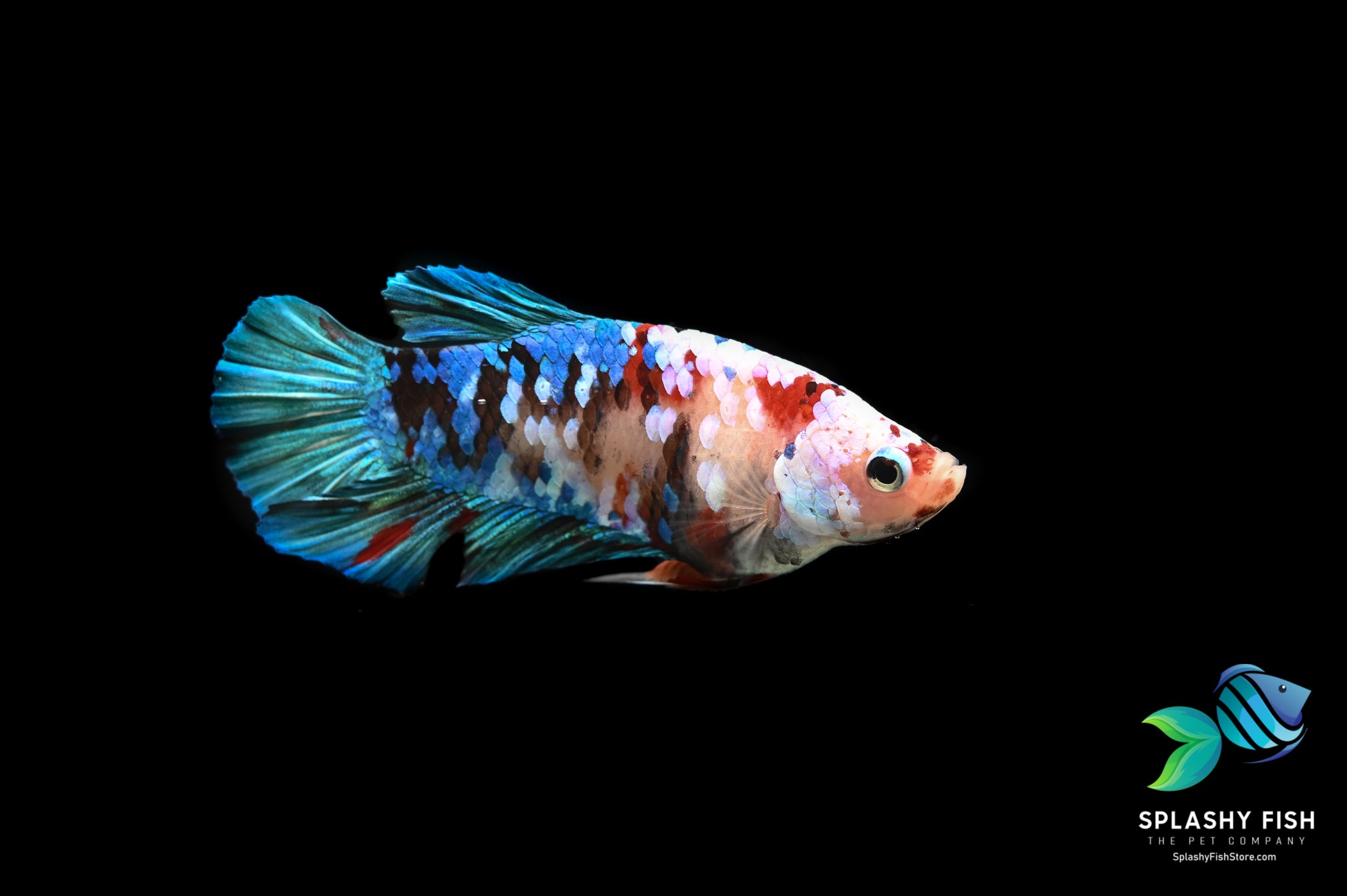 Deluxe (Grade A+) Show Grade Koi Galaxy Halfmoon Plakat Betta Fish