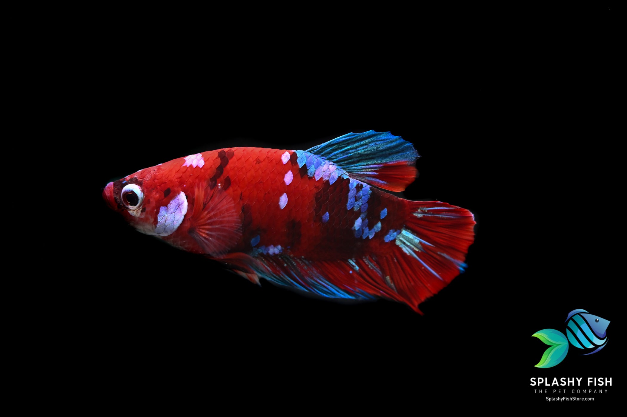 Deluxe (Grade A+) Show Grade Koi Galaxy Halfmoon Plakat Betta Fish