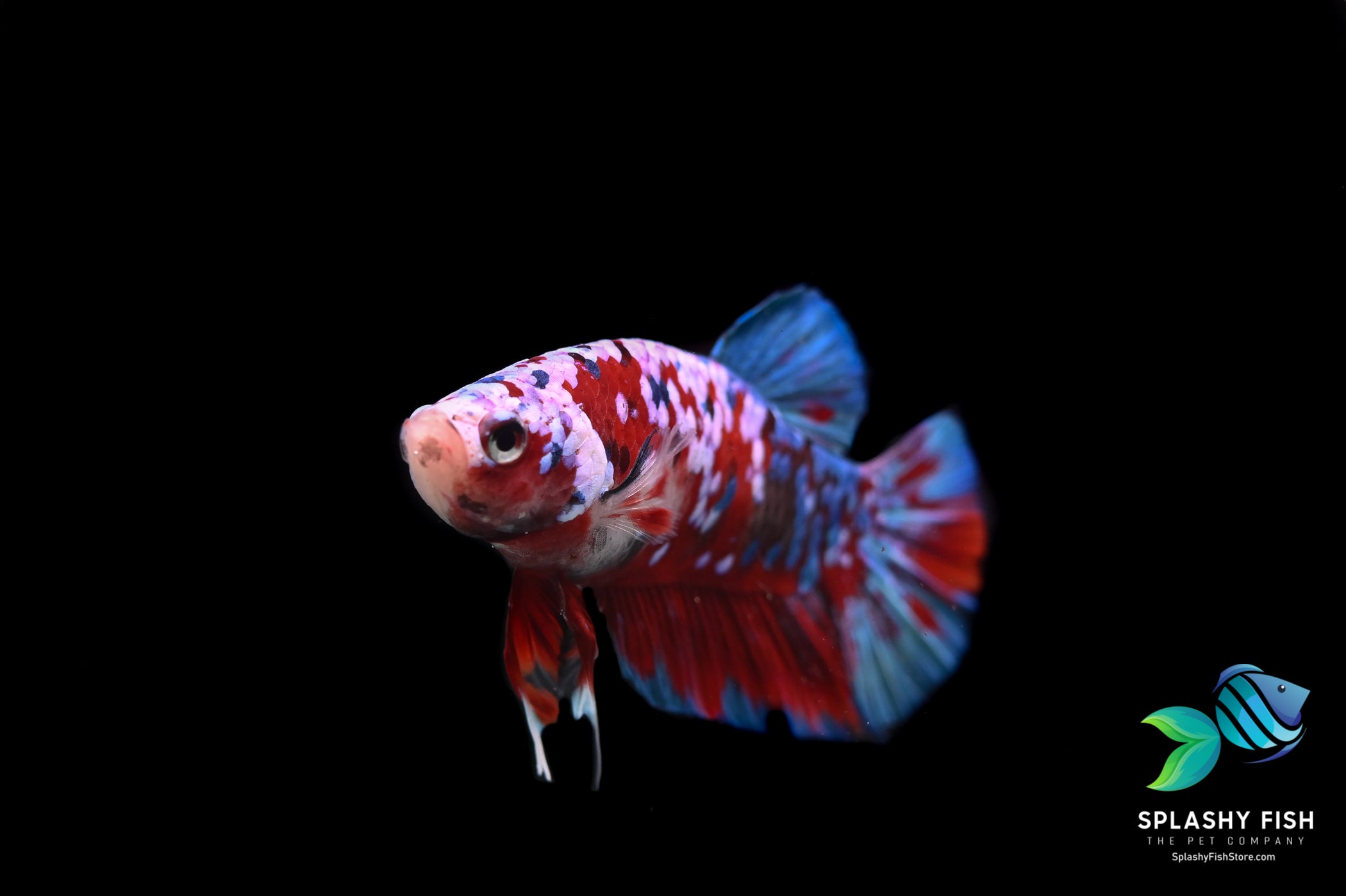 Koi Galaxy Halfmoon Plakat Betta Fish