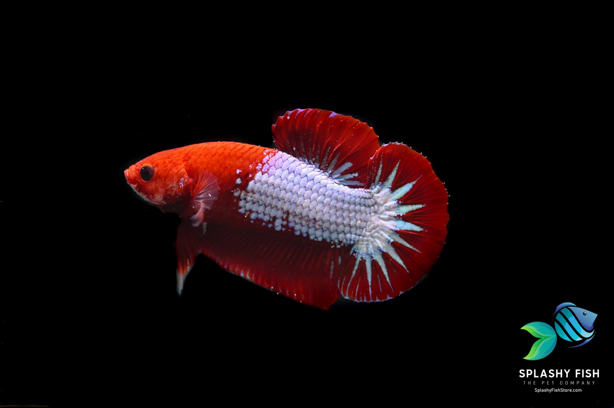 Red Fancy Halfmoon Plakat Betta Fish