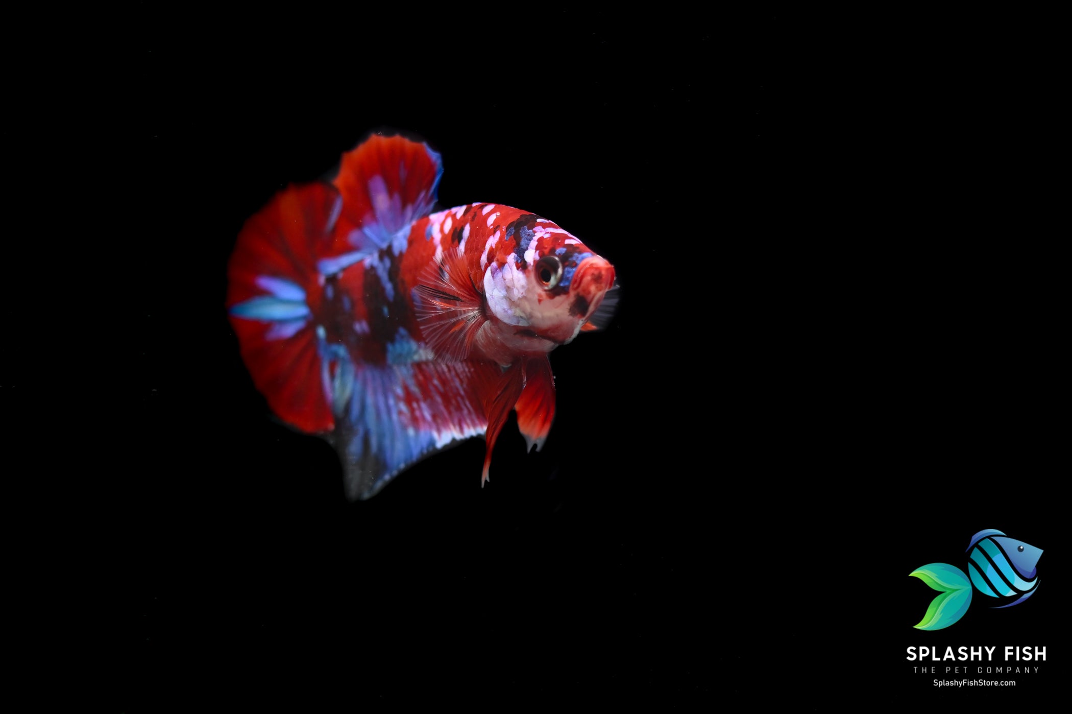 Koi Galaxy Halfmoon Plakat Betta Fish