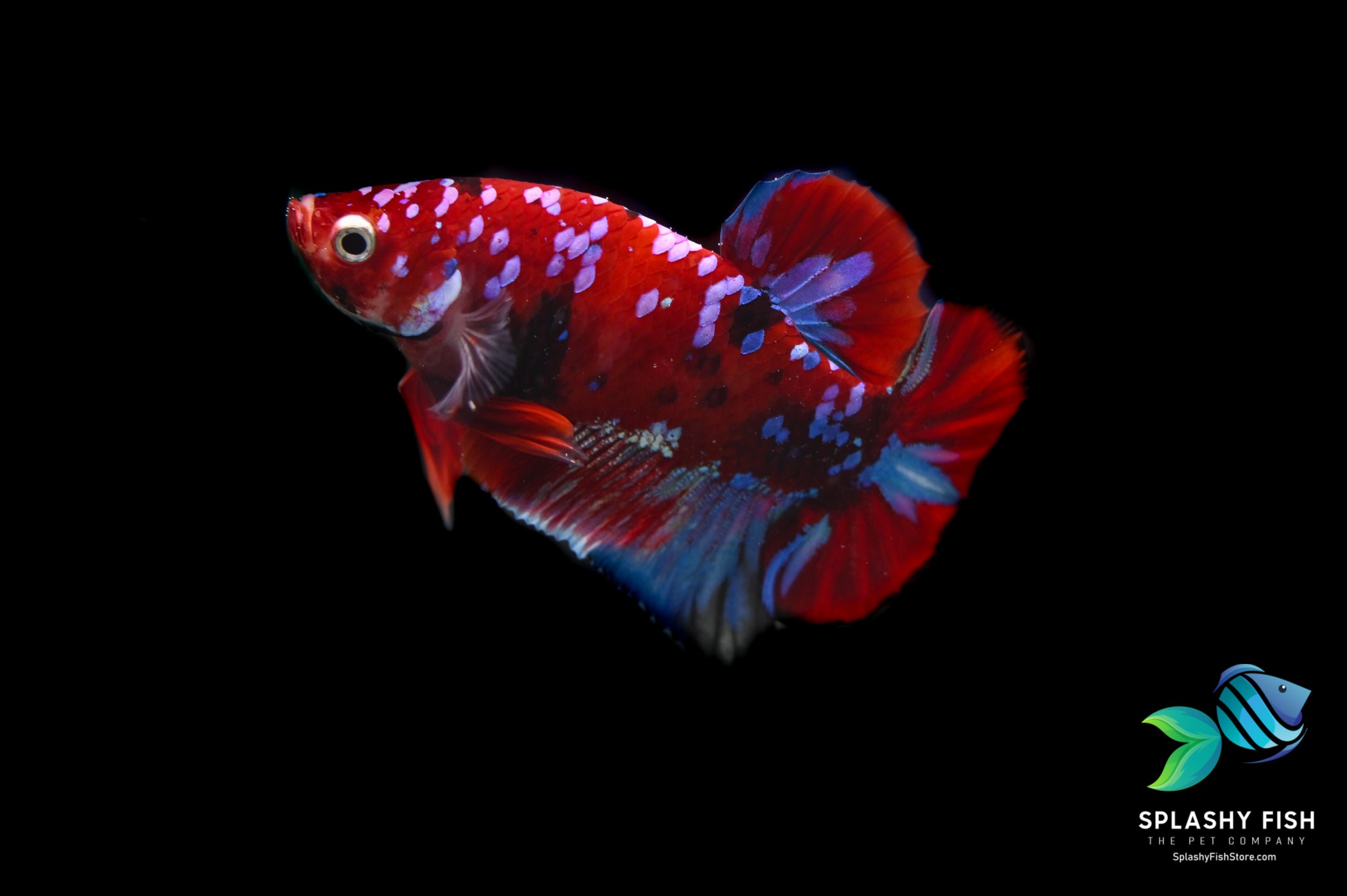 Deluxe (Grade A+) Show Grade Koi Galaxy Halfmoon Plakat Betta Fish