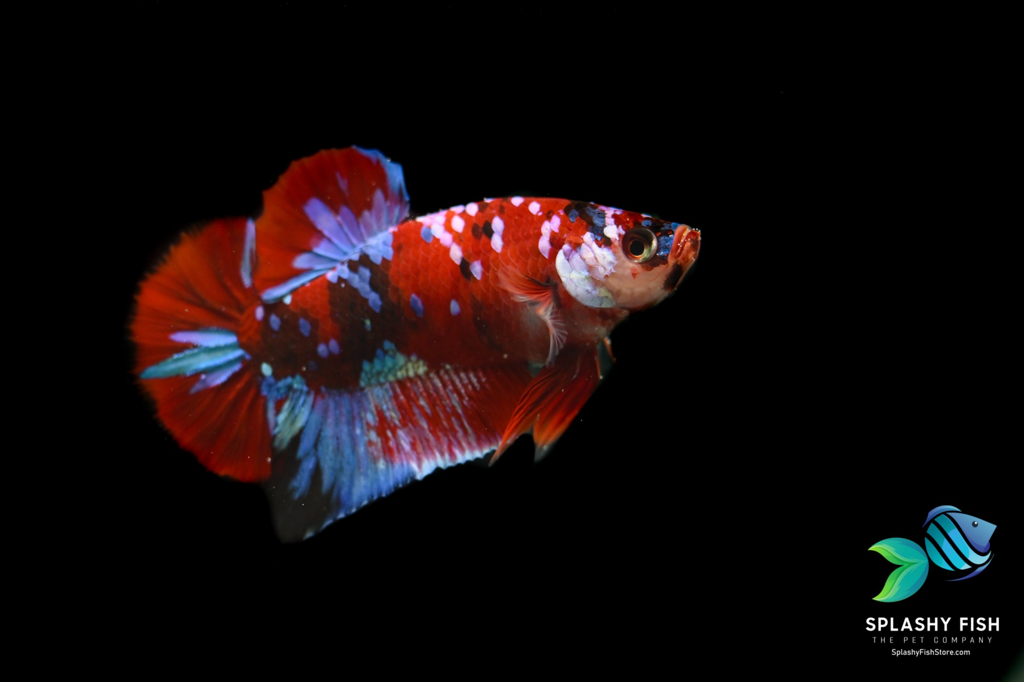 Koi Galaxy Halfmoon Plakat Betta Fish