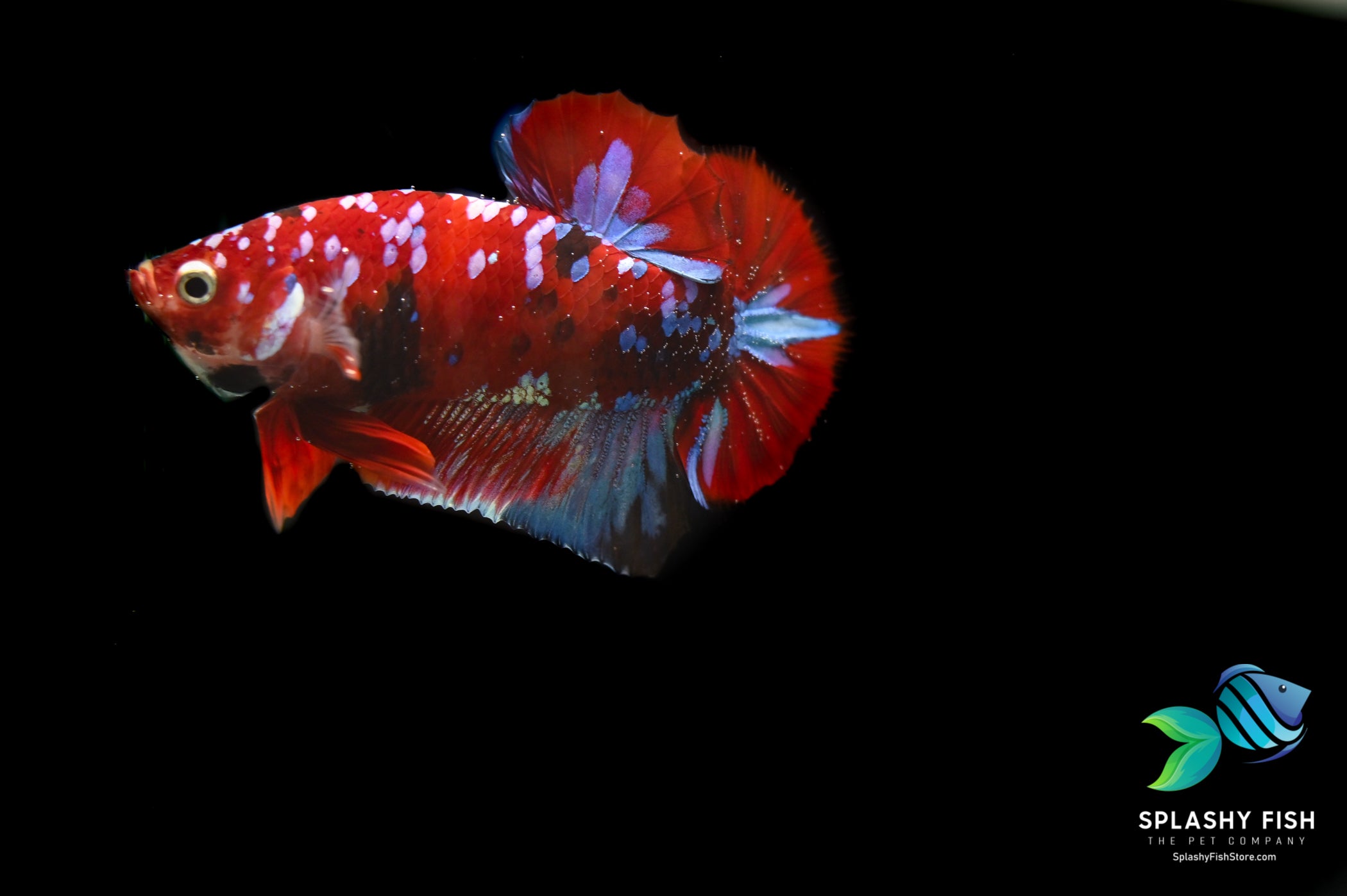 Deluxe (Grade A+) Show Grade Koi Galaxy Halfmoon Plakat Betta Fish