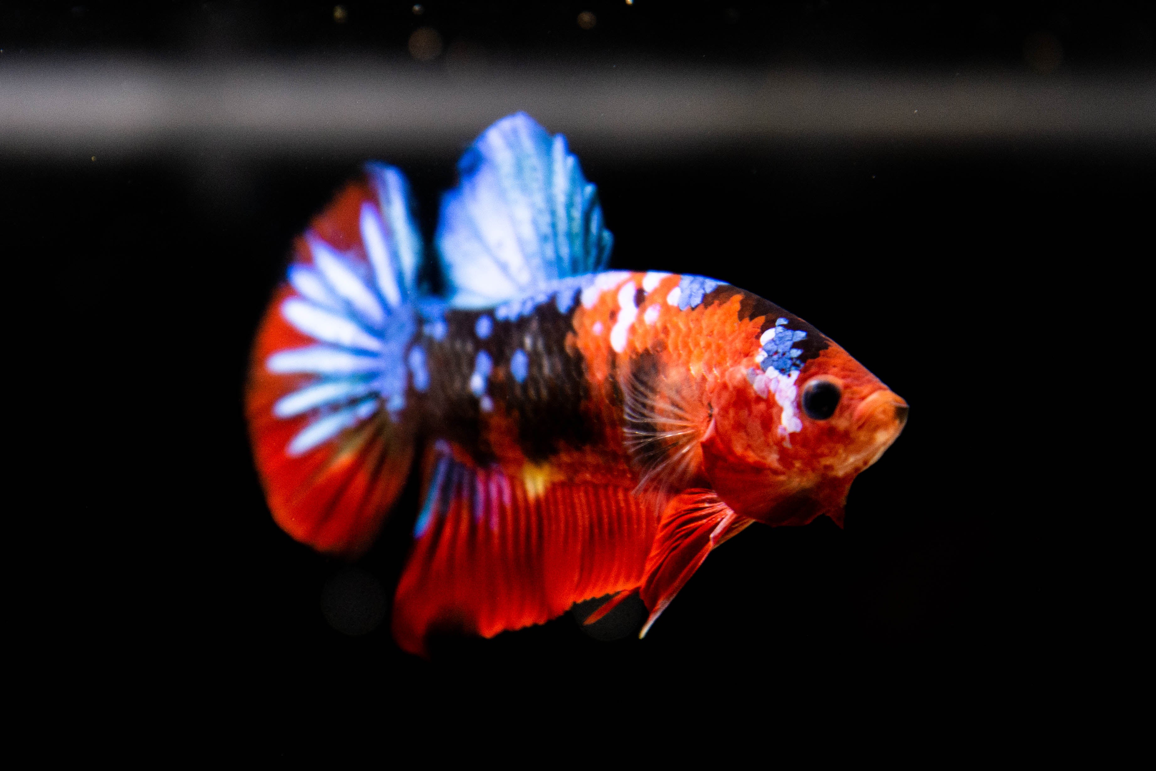 Koi Betta Fish For Sale | Halfmoon Plakat Betta