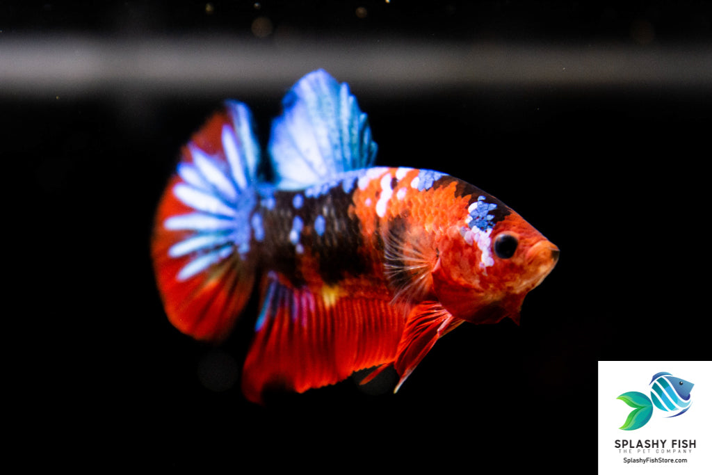 Koi Betta For Sale | Koi Betta Plakat | Galaxy Koi Betta Male | Koi Betta Fish Male