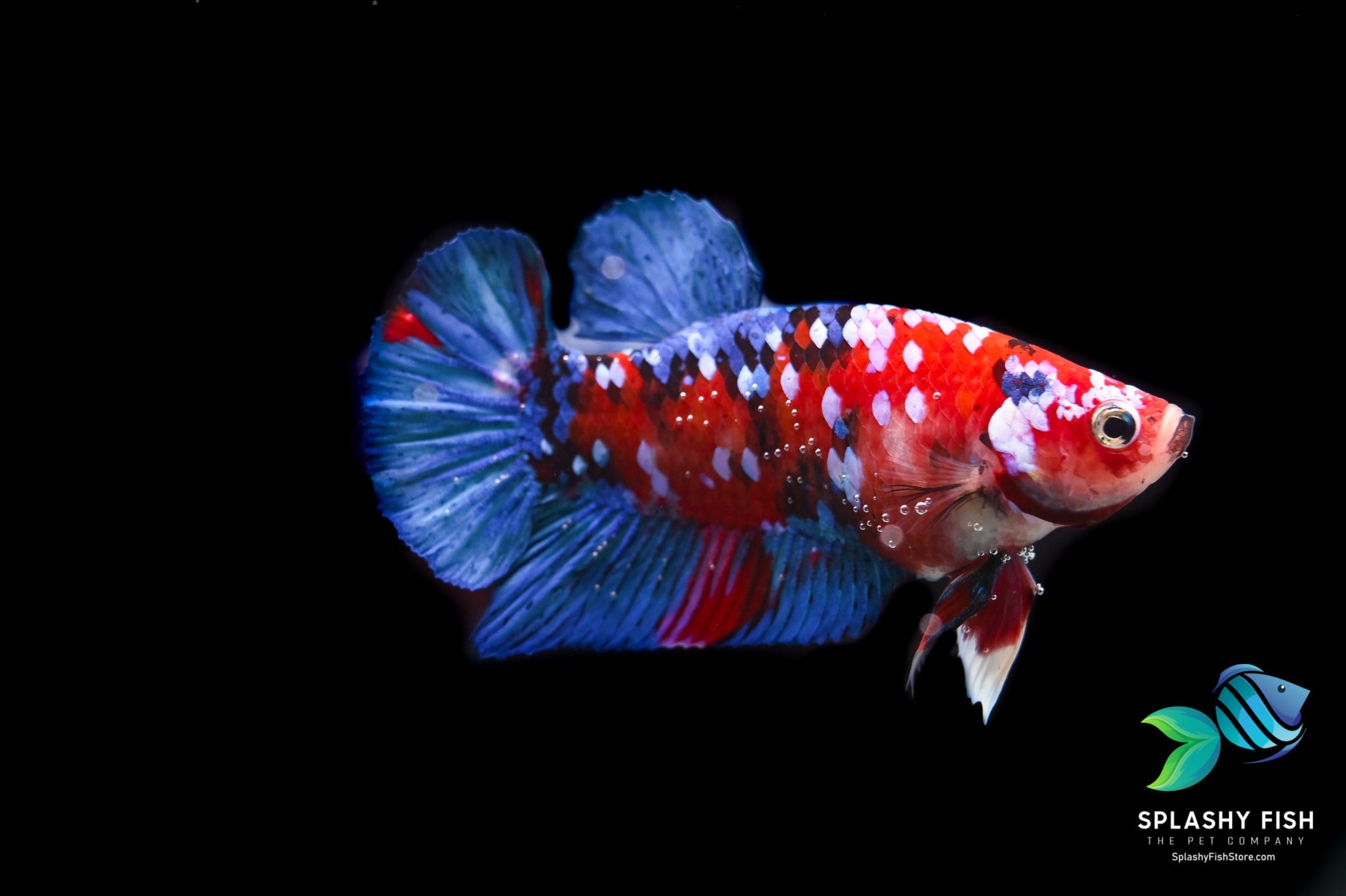 Deluxe (Grade A+) Show Grade Koi Galaxy Halfmoon Plakat Betta Fish