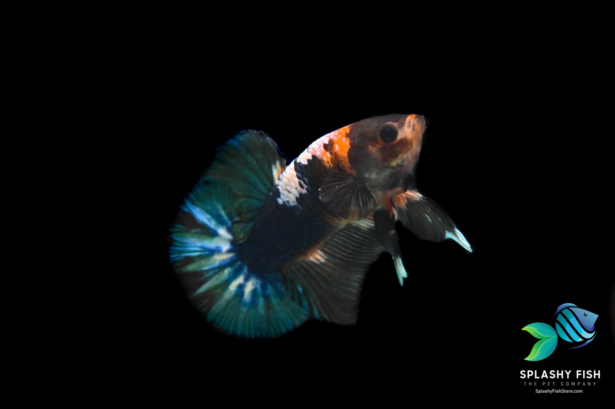 Yellow Fancy Halfmoon Plakat Betta Fish